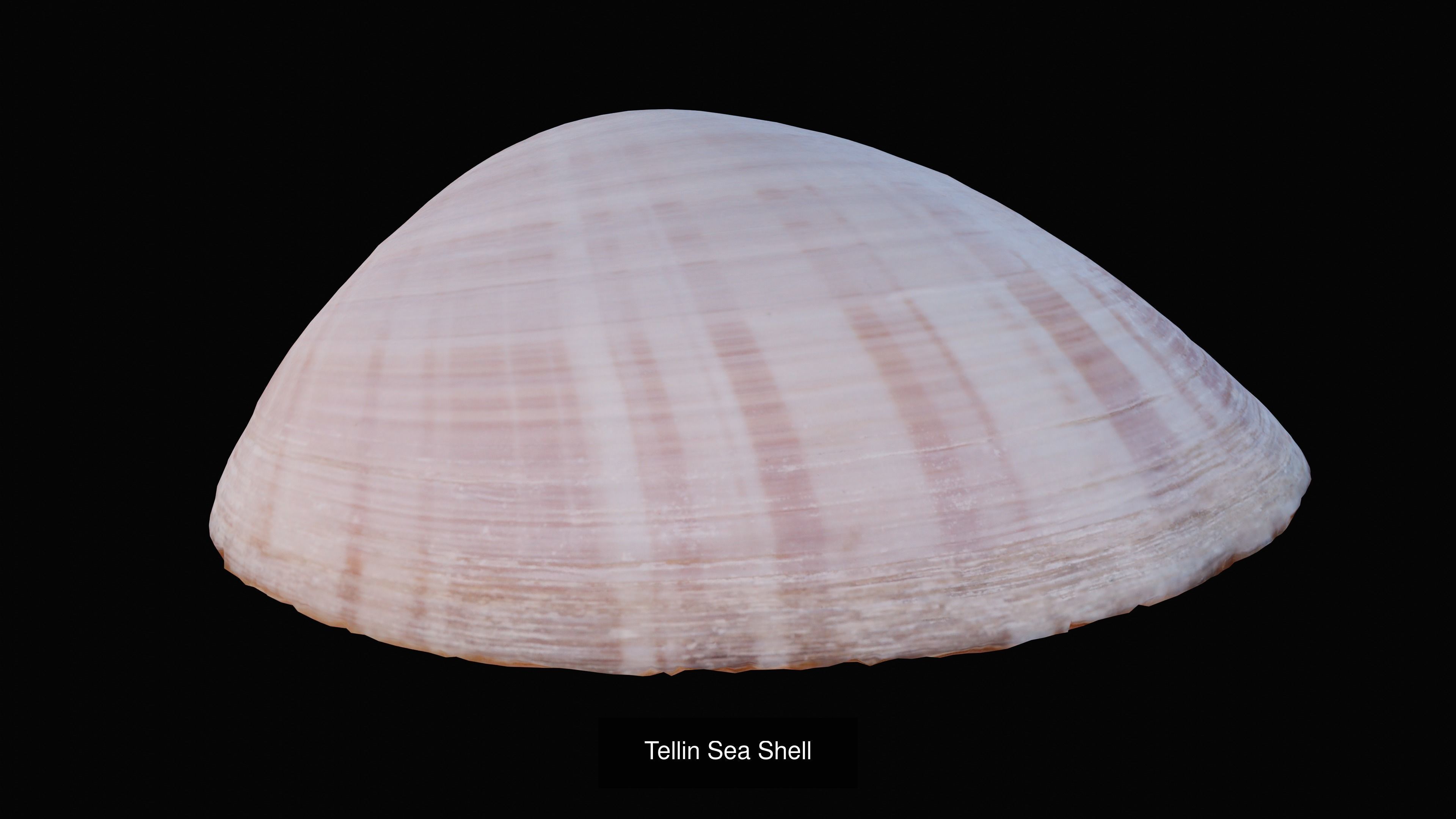 Sea and Ground Shells Pack 3D Model Collection_25