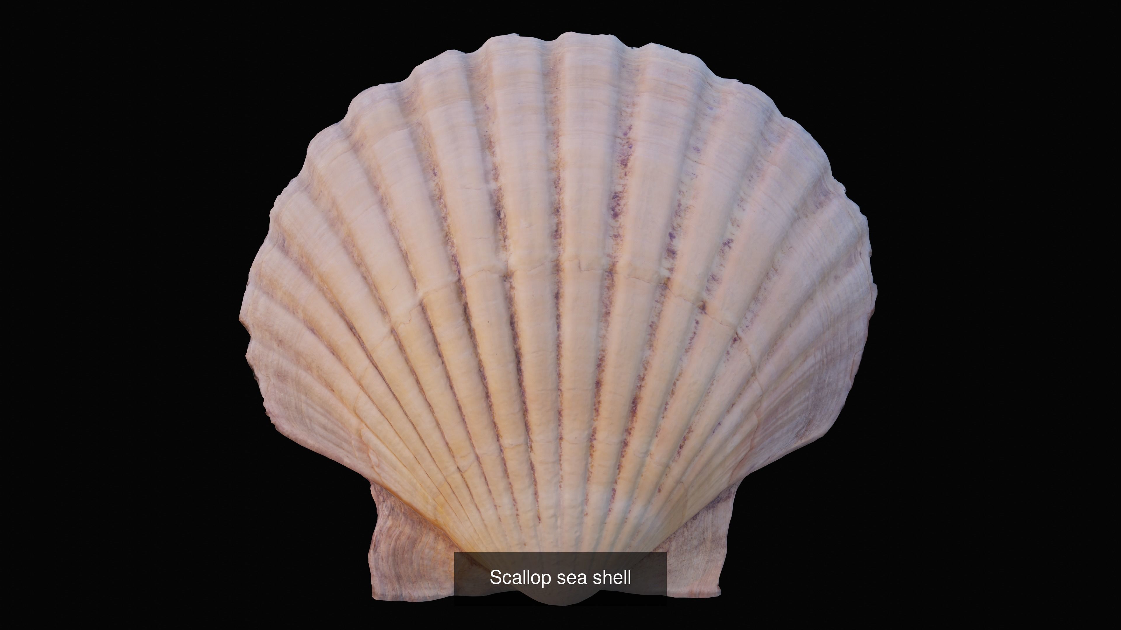 Sea and Ground Shells Pack 3D Model Collection_3
