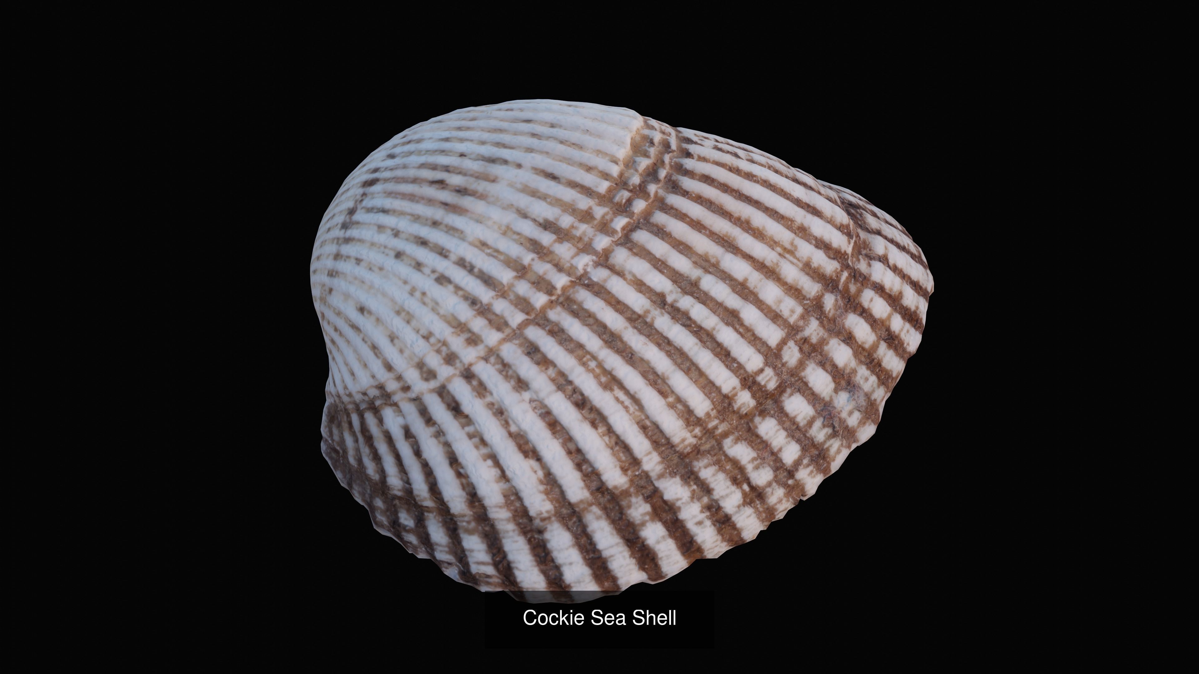 Sea and Ground Shells Pack 3D Model Collection_12