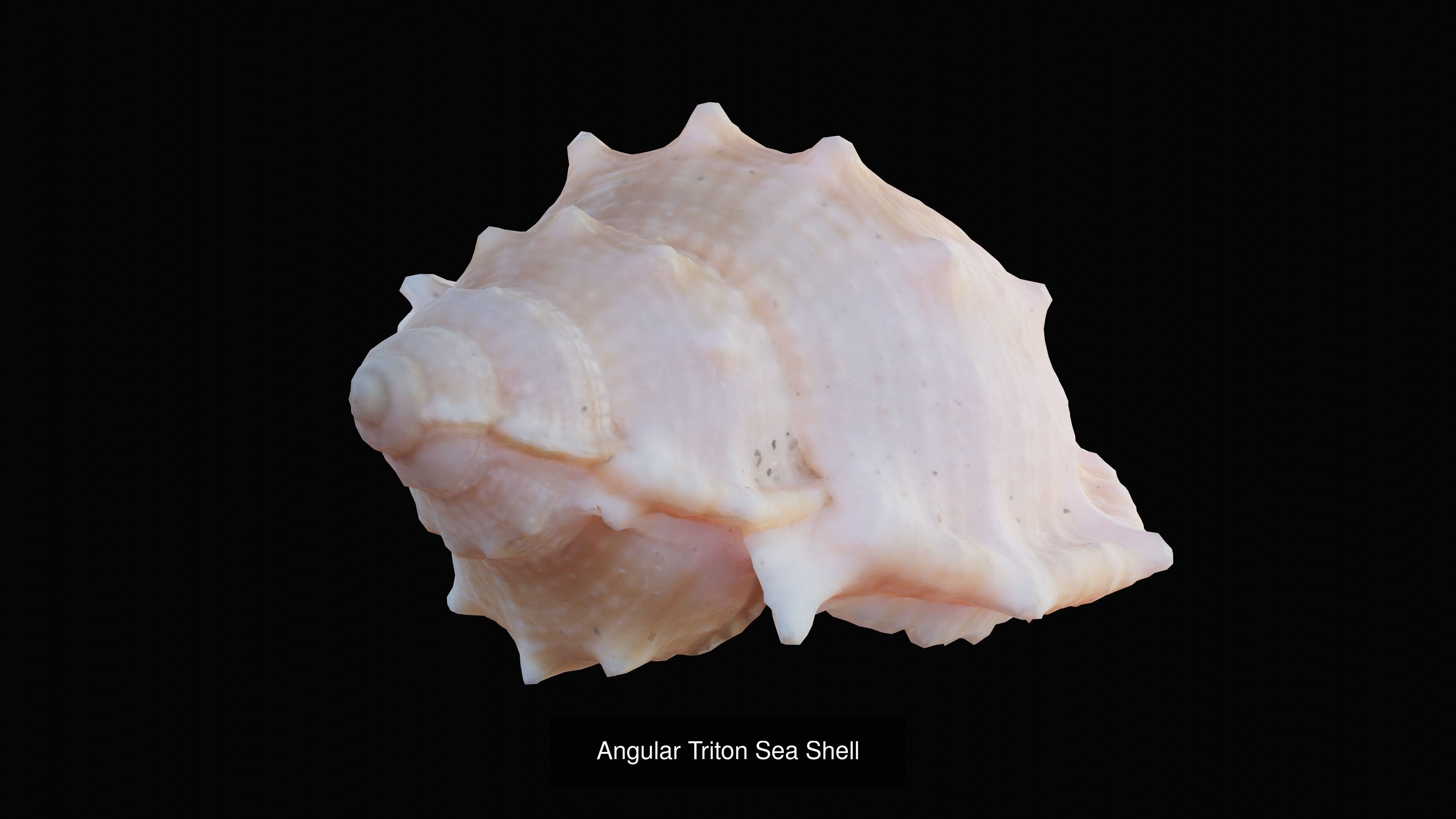 Sea and Ground Shells Pack 3D Model Collection_7