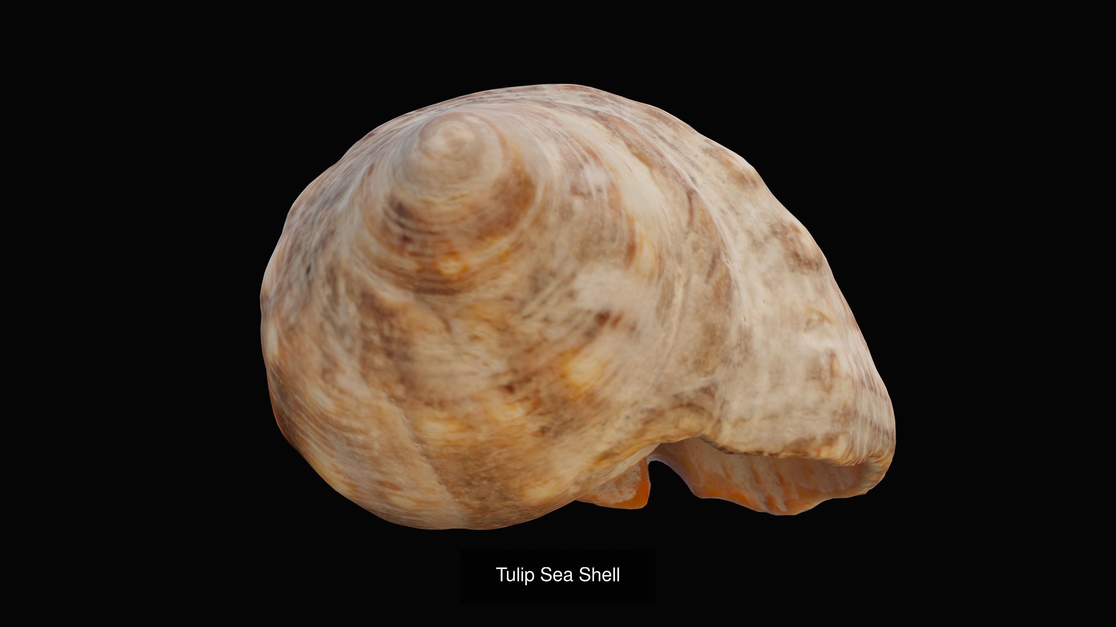 Sea and Ground Shells Pack 3D Model Collection_4