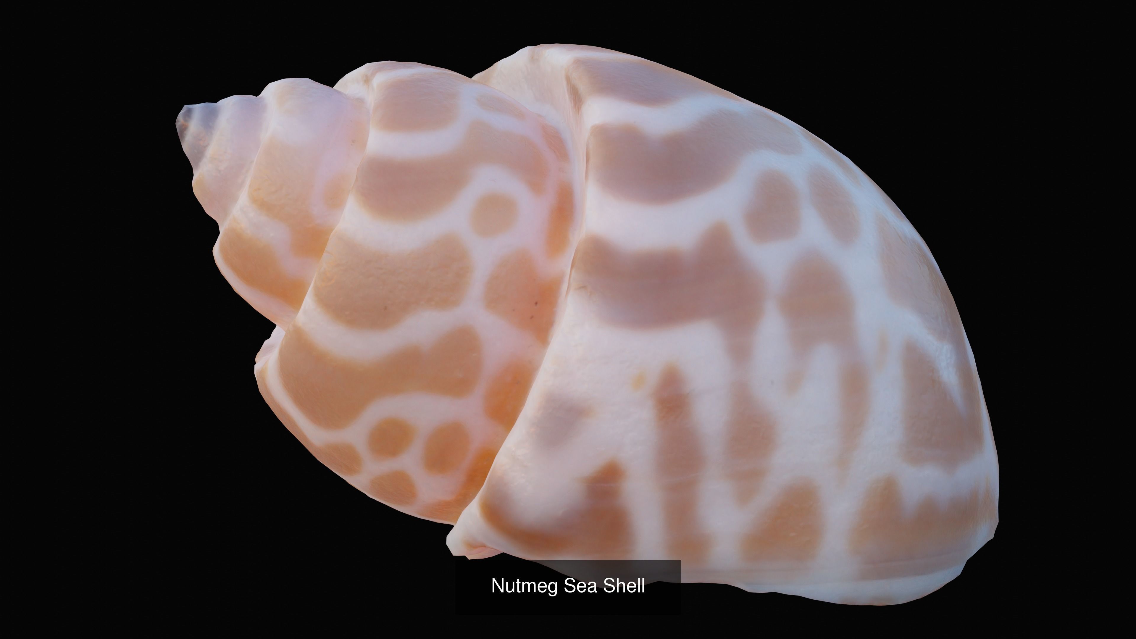 Sea and Ground Shells Pack 3D Model Collection_35