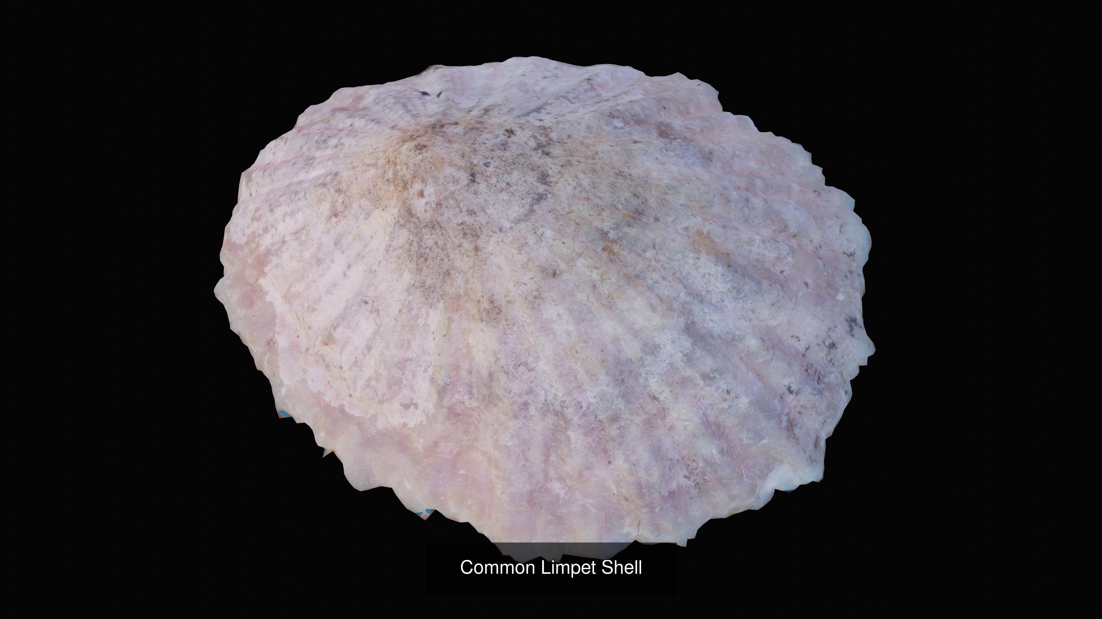 Sea and Ground Shells Pack 3D Model Collection_29