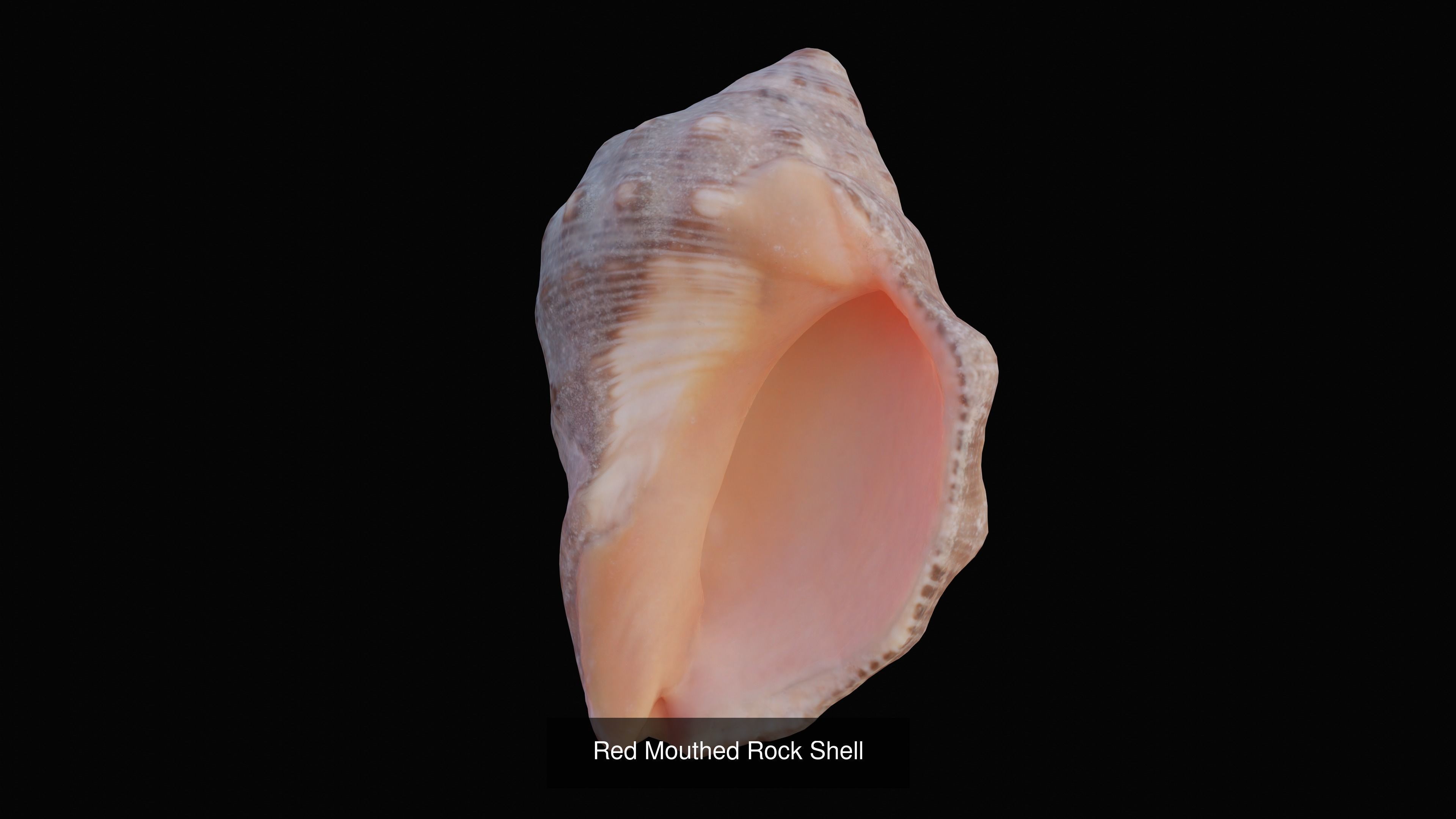 Sea and Ground Shells Pack 3D Model Collection_41