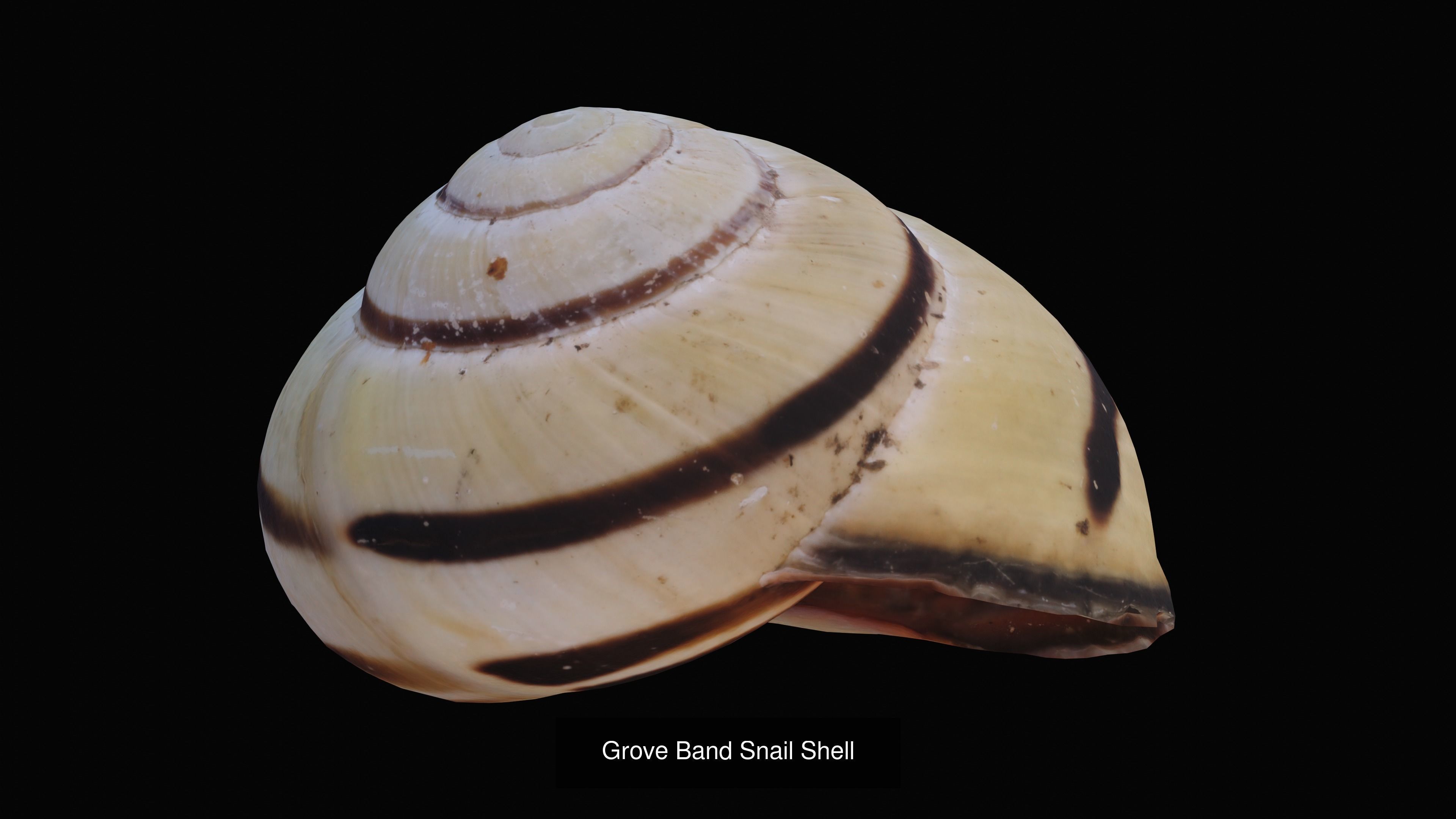Sea and Ground Shells Pack 3D Model Collection_38