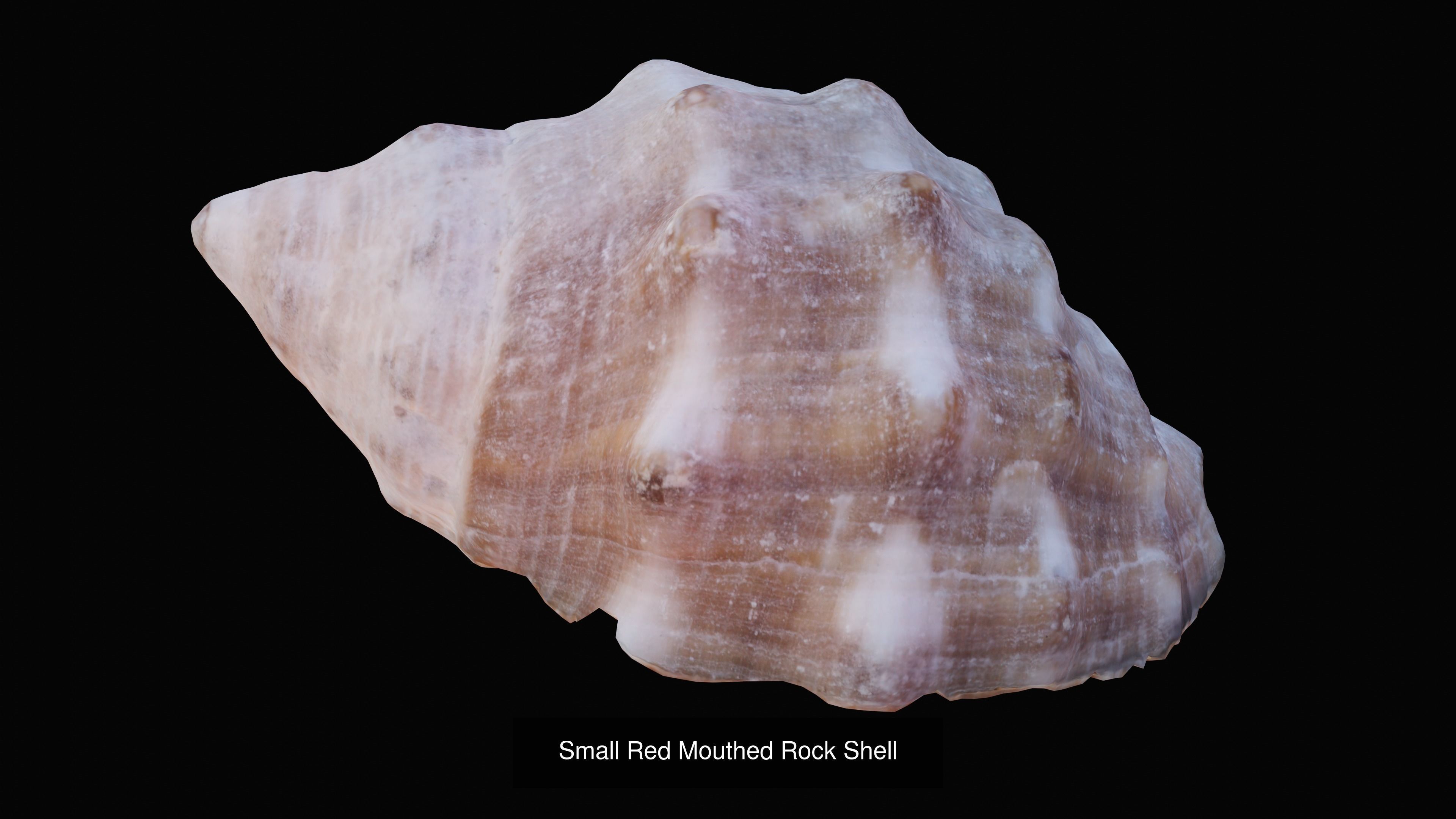 Sea and Ground Shells Pack 3D Model Collection_36