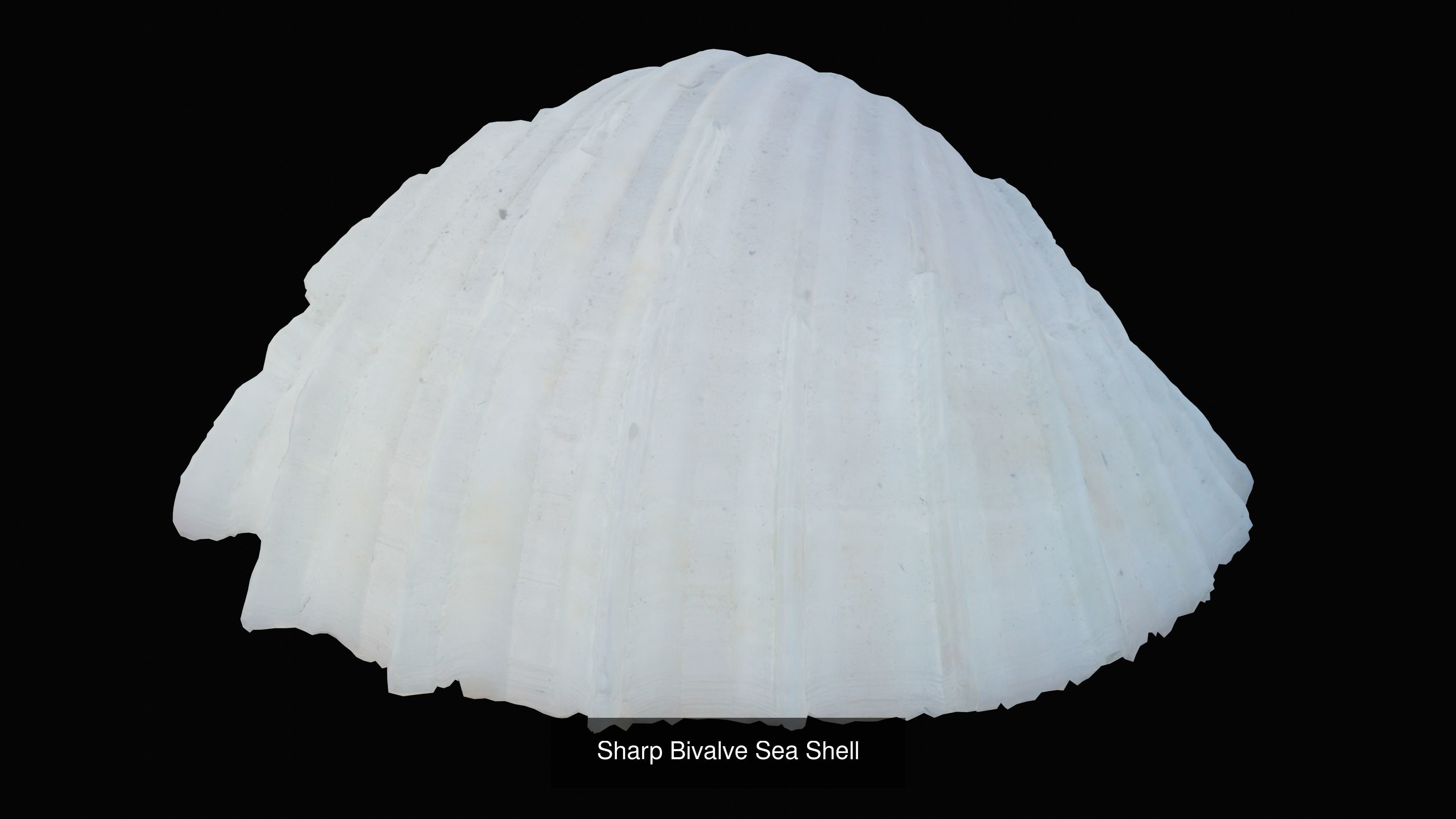 Sea and Ground Shells Pack 3D Model Collection_28