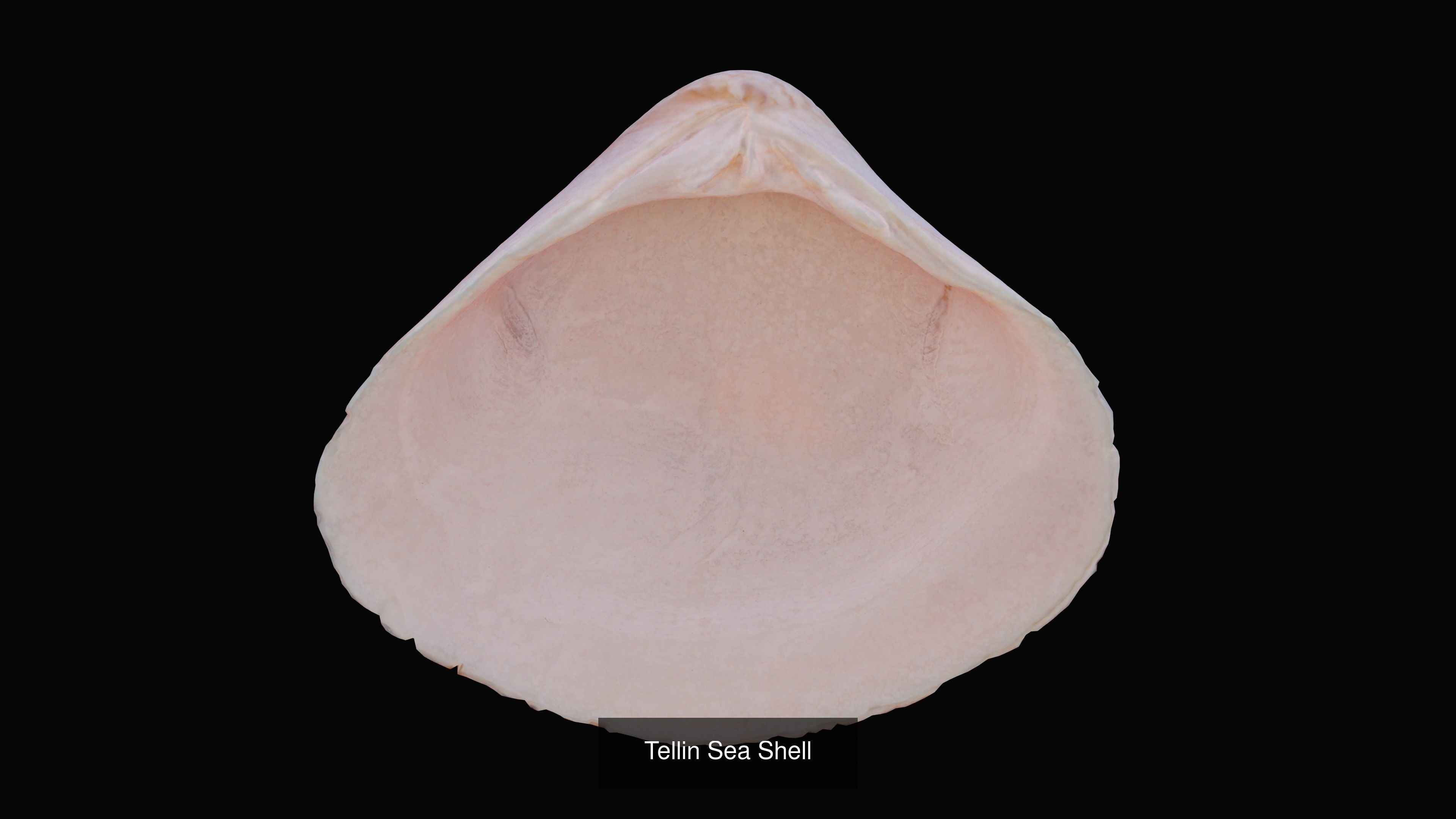 Sea and Ground Shells Pack 3D Model Collection_24