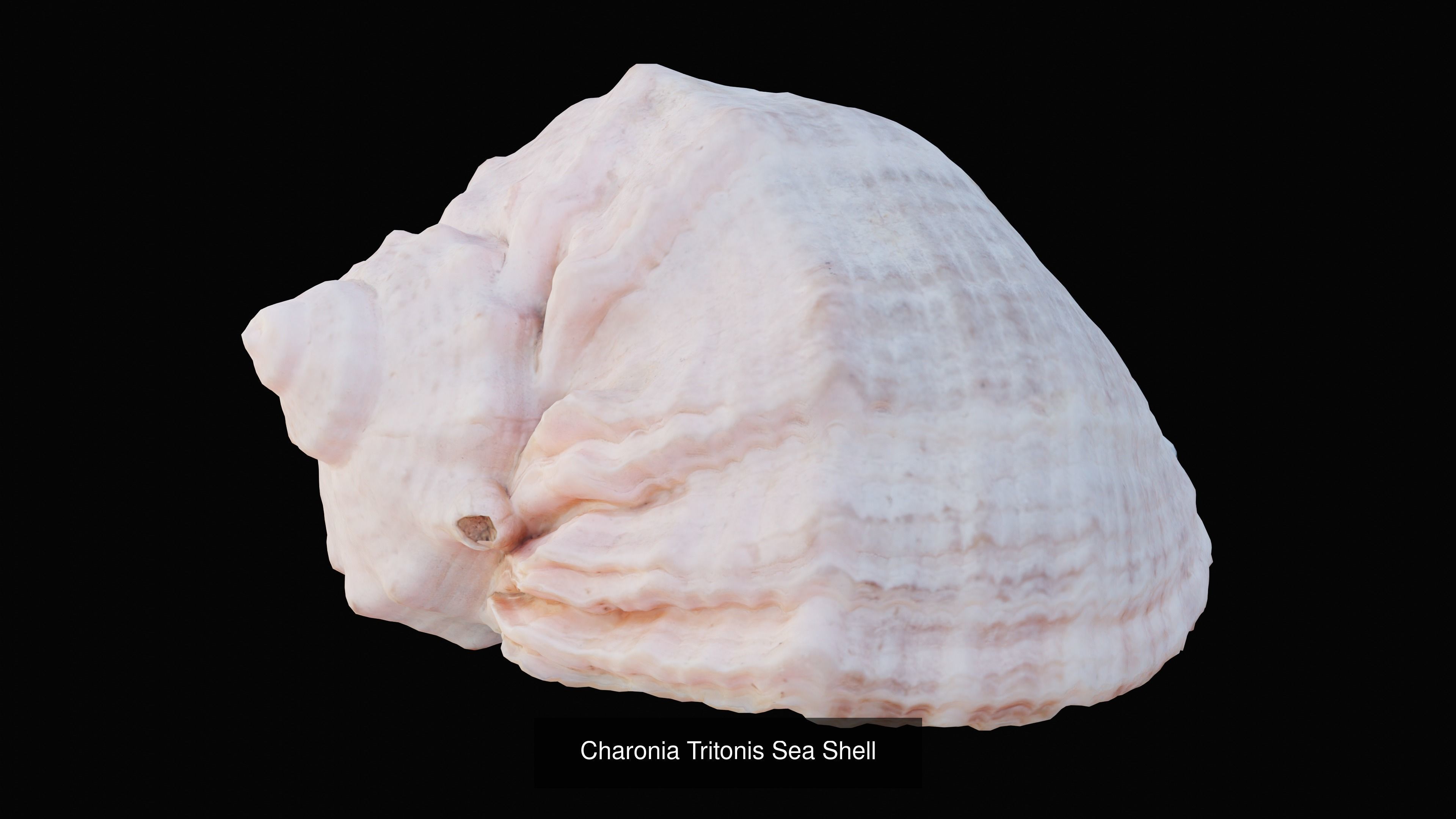 Sea and Ground Shells Pack 3D Model Collection_15