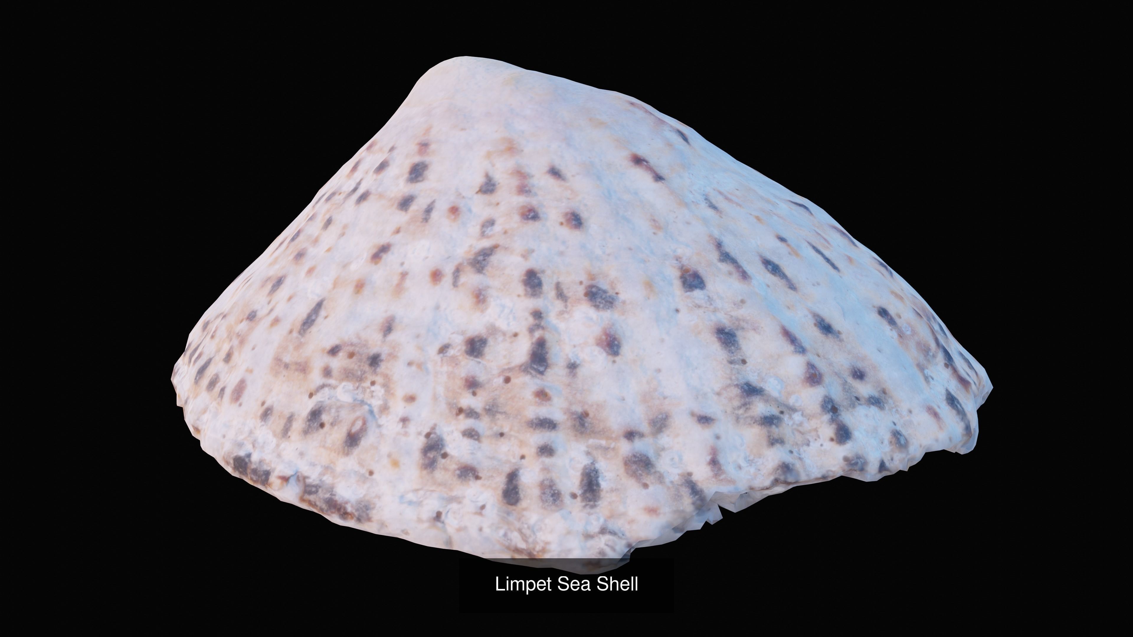 Sea and Ground Shells Pack 3D Model Collection_17