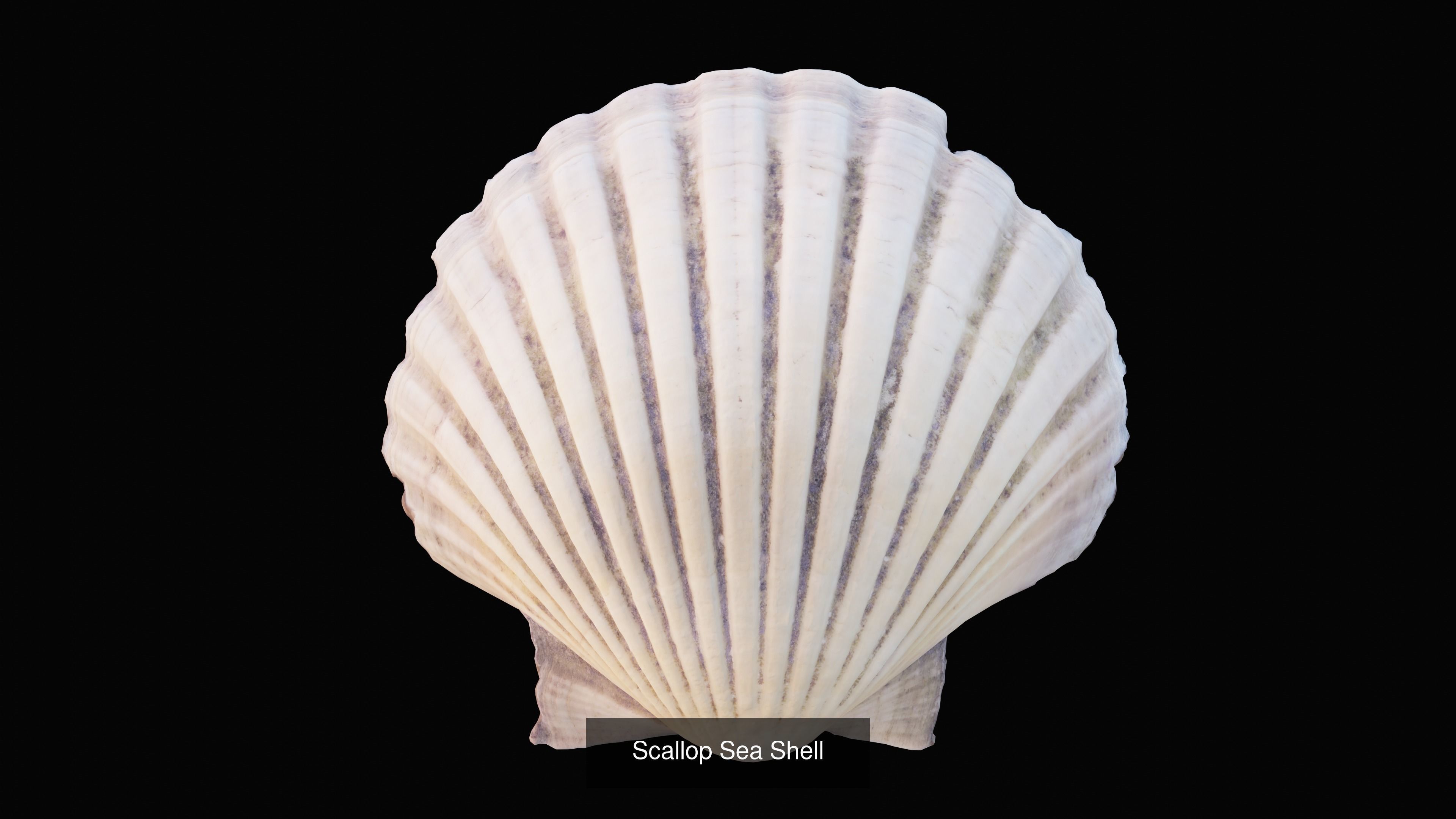 Sea and Ground Shells Pack 3D Model Collection_10
