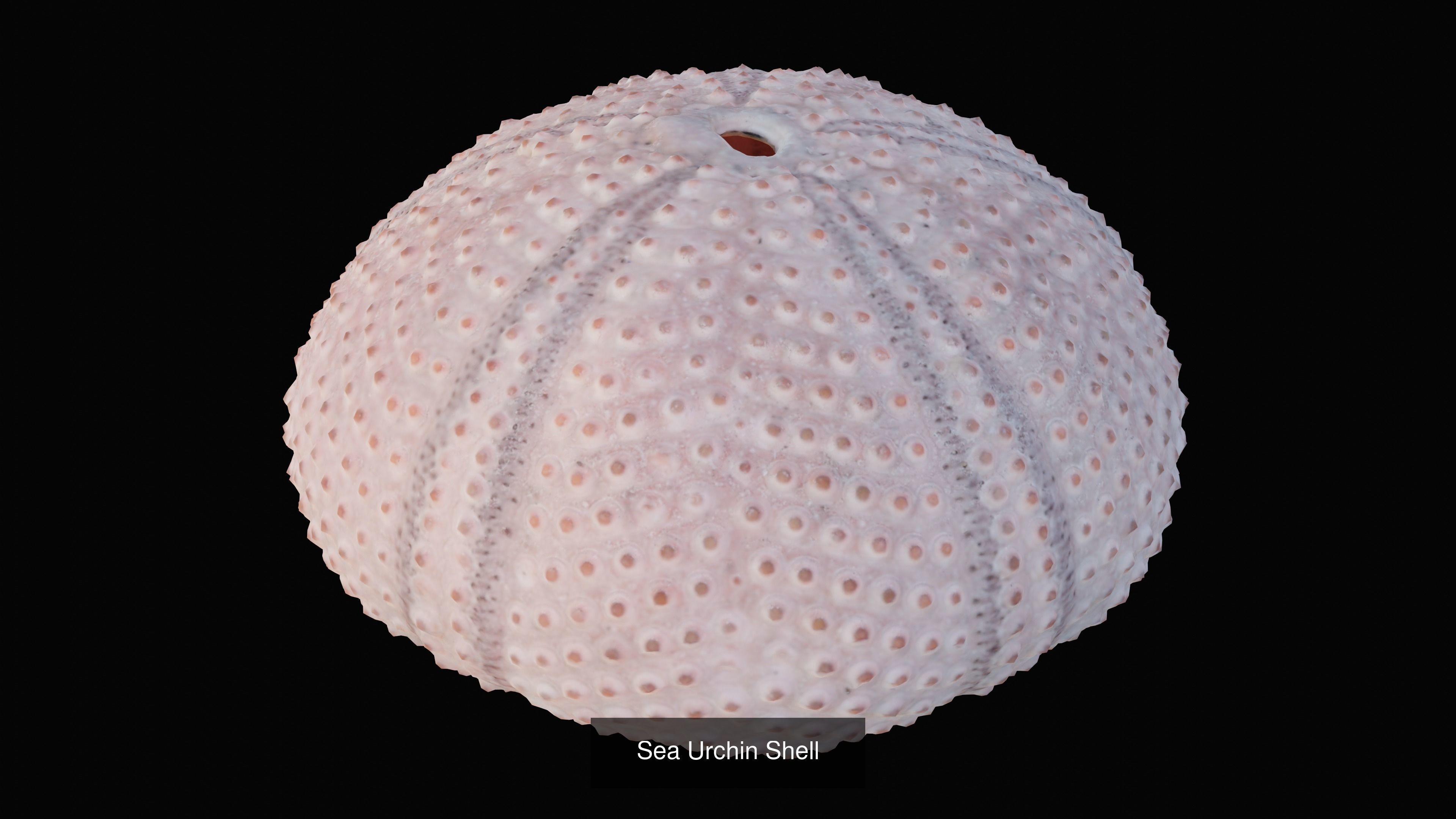 Sea and Ground Shells Pack 3D Model Collection_21