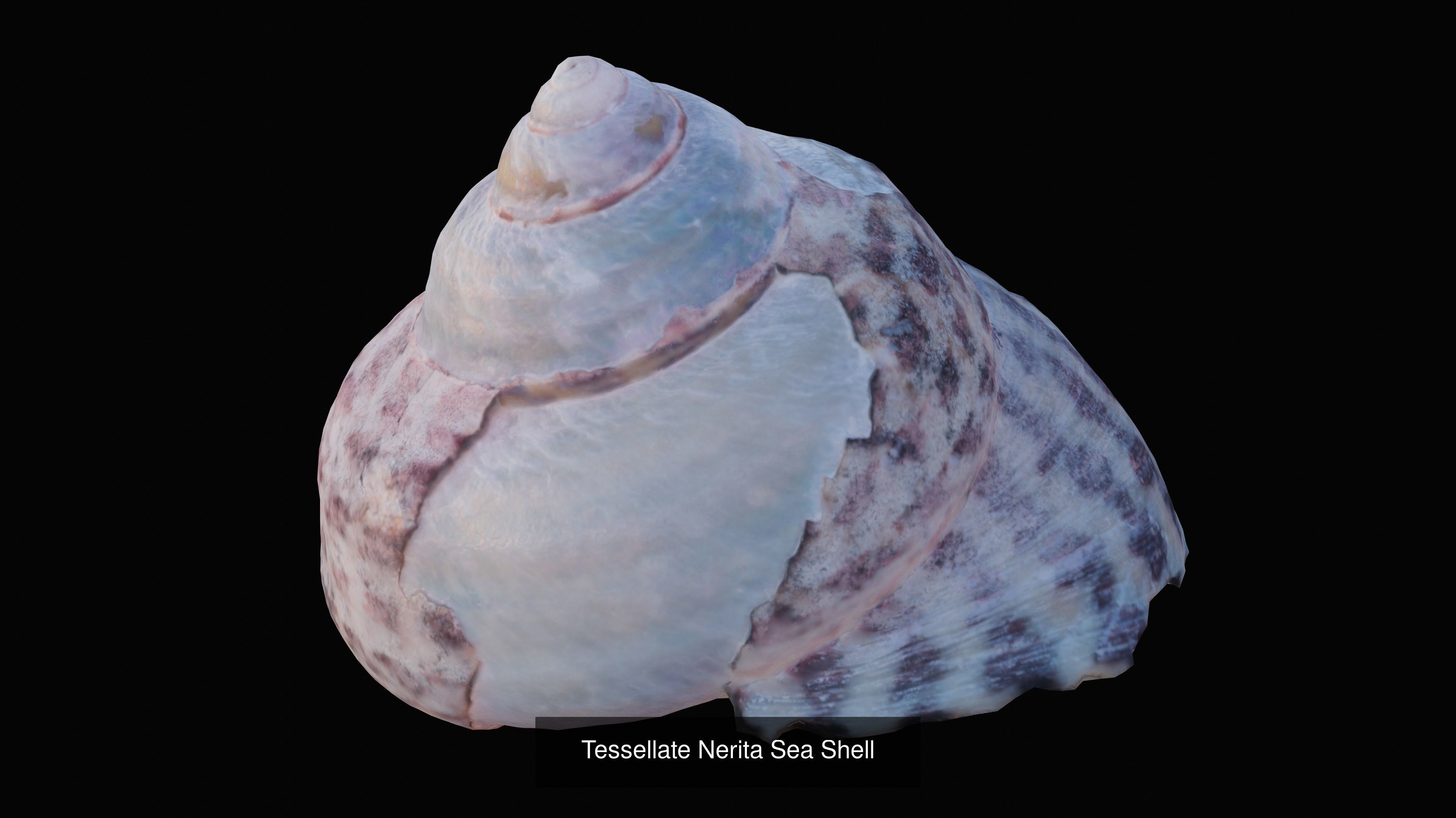 Sea and Ground Shells Pack 3D Model Collection_49
