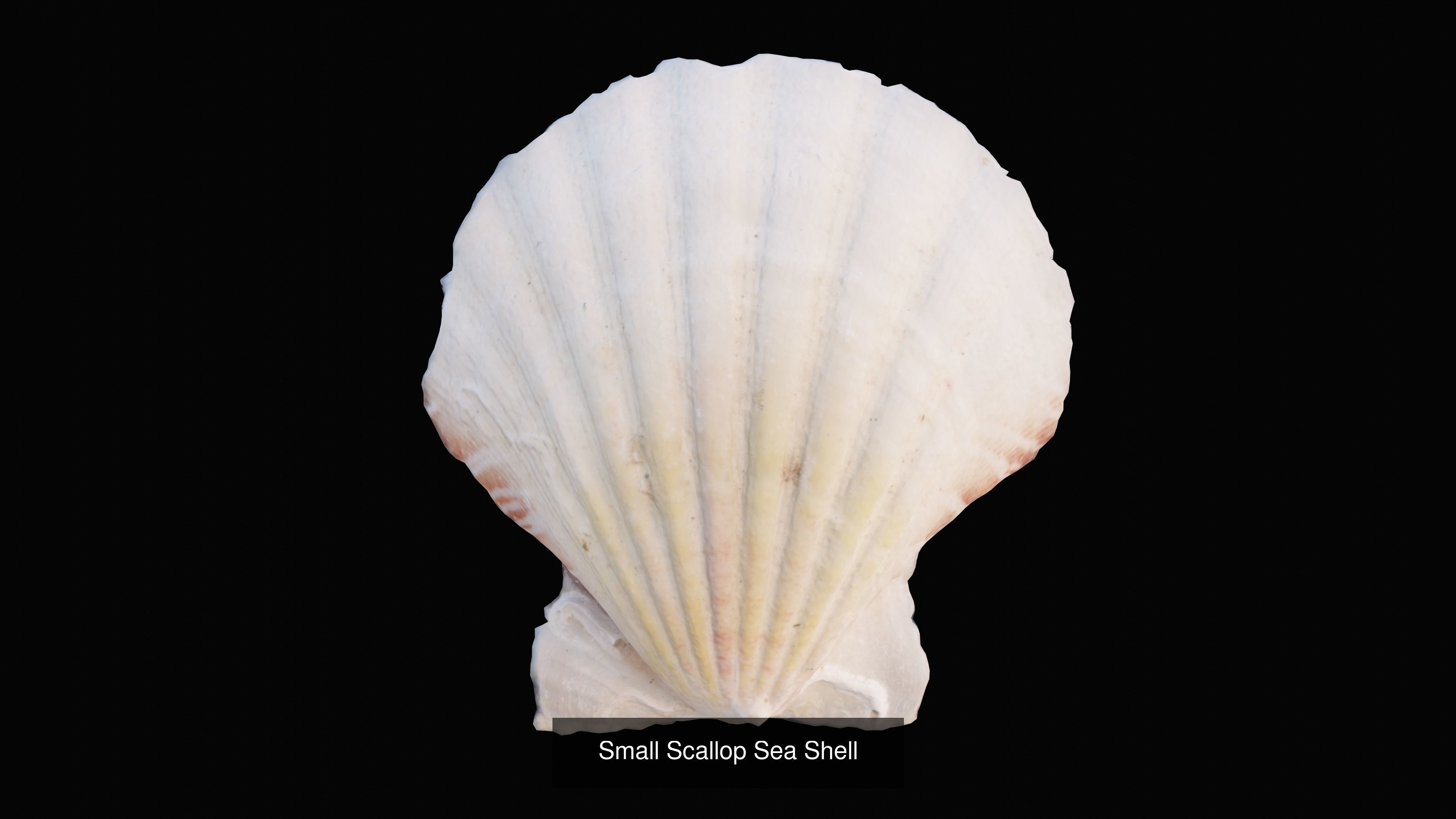 Sea and Ground Shells Pack 3D Model Collection_9