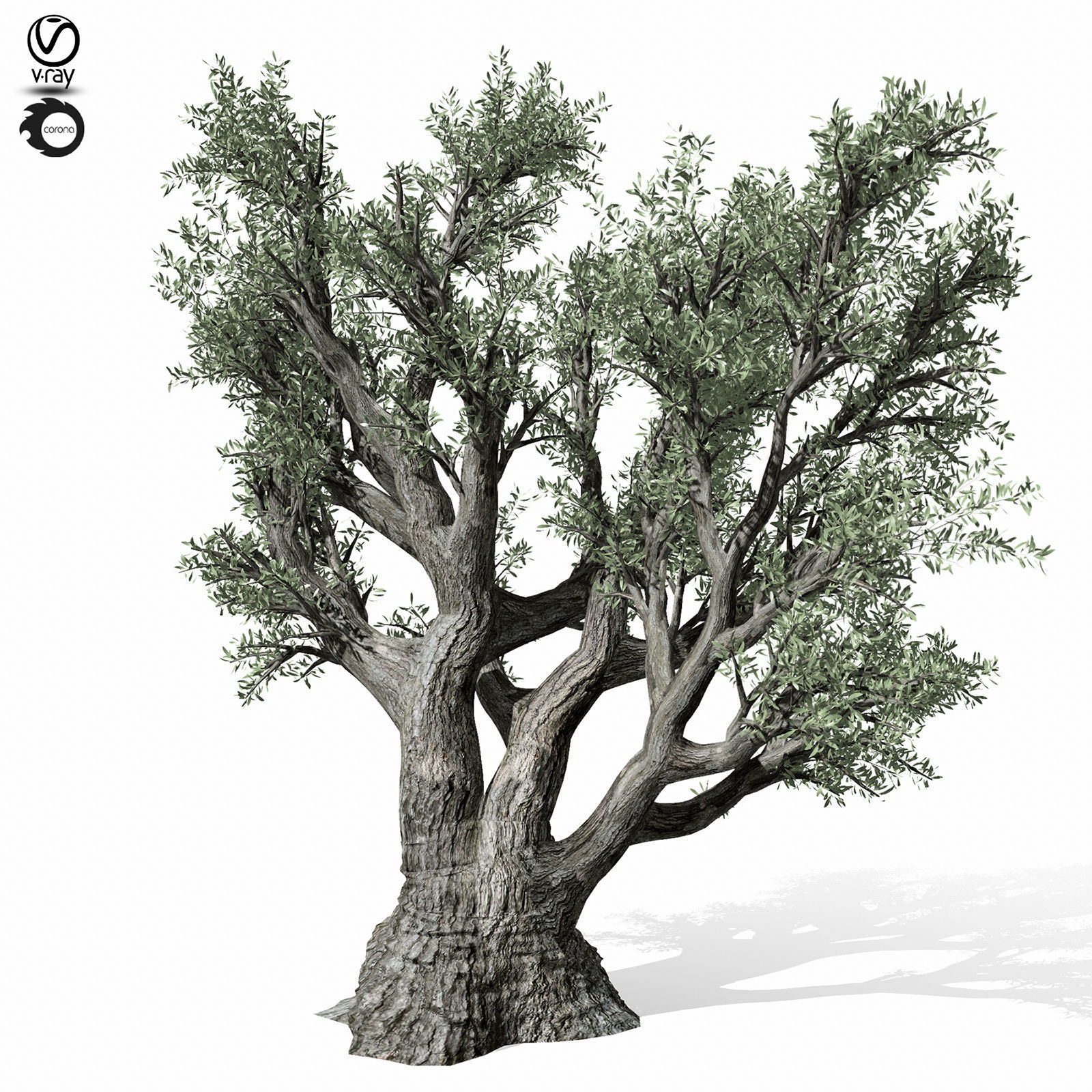 olive tree 220 3D model_3