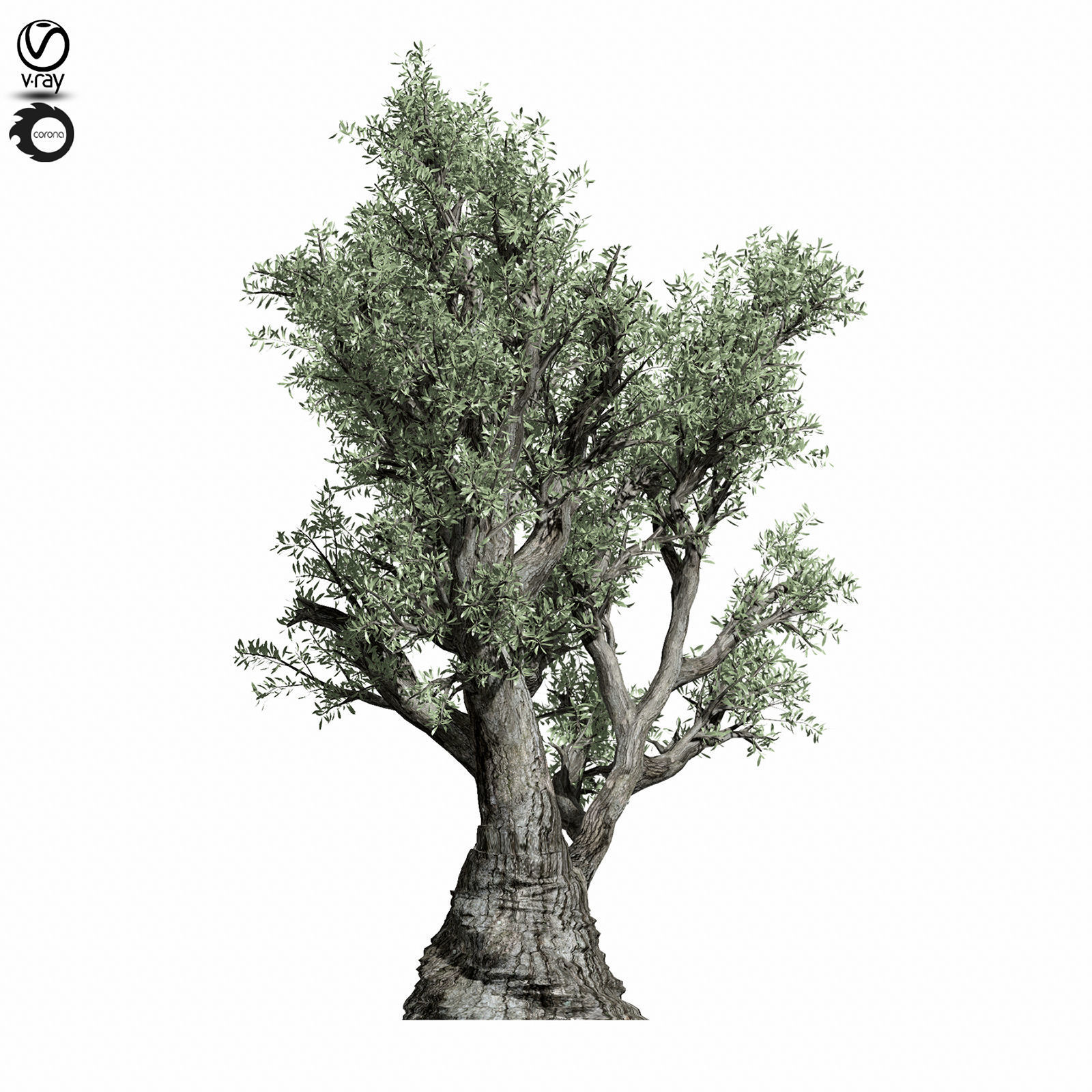 olive tree 220 3D model_2