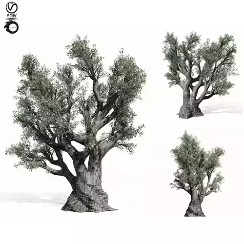 olive tree 220
