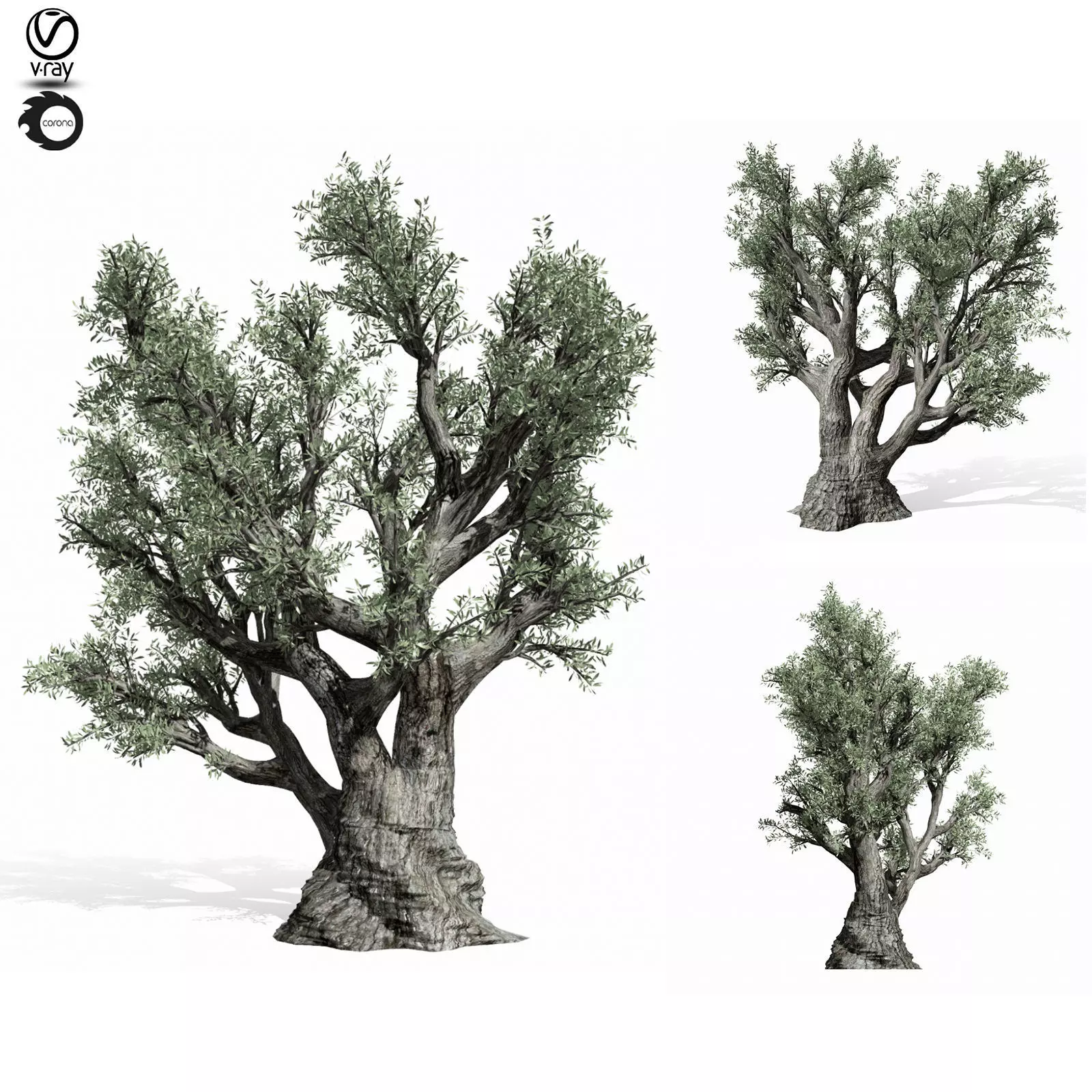 olive tree 220 3D model_0