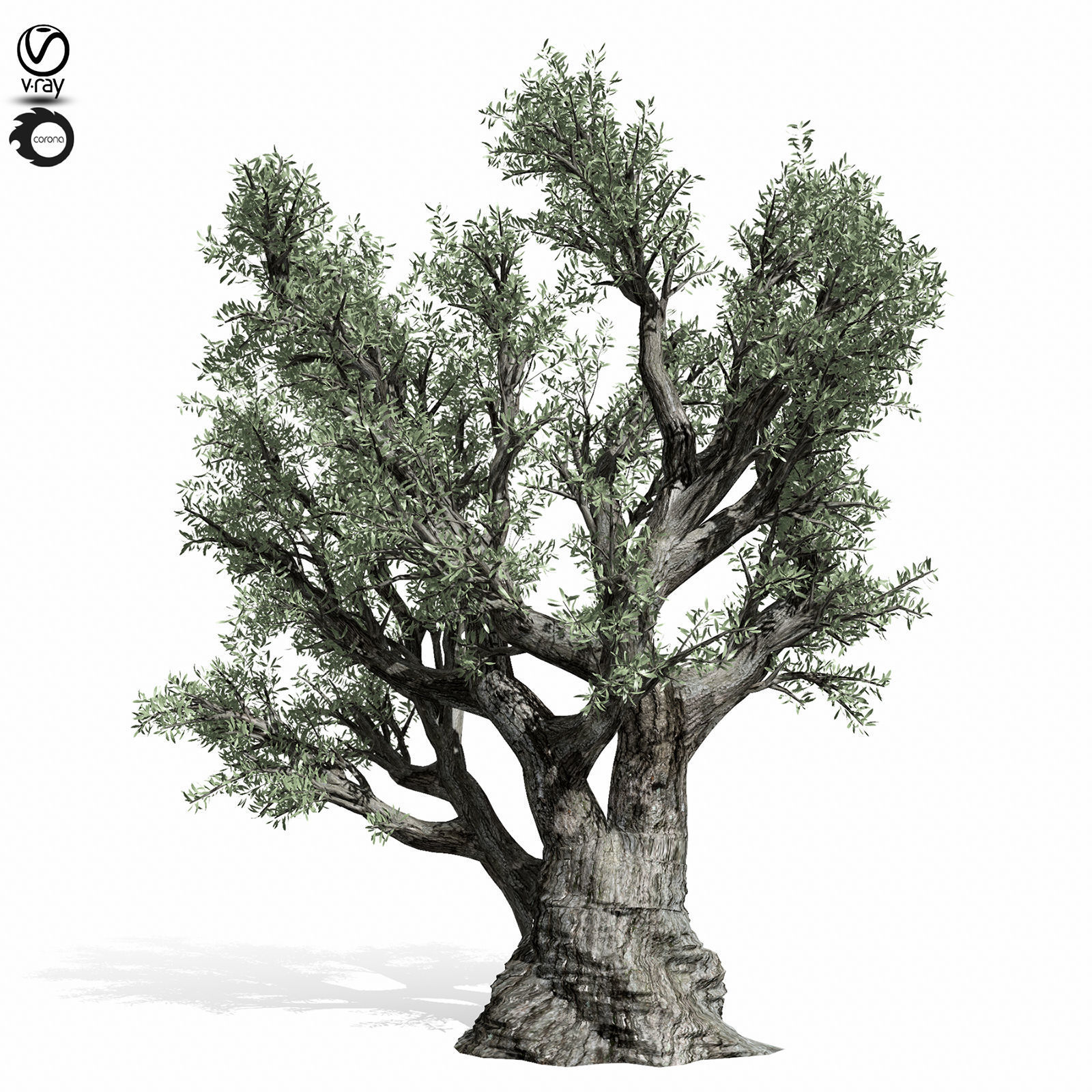 olive tree 220 3D model_1