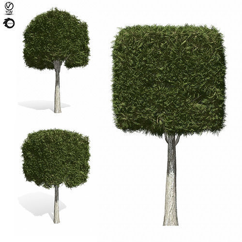 topiary tree 5s 3D model