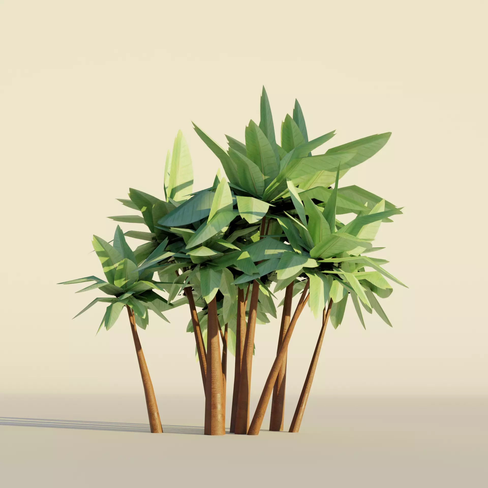 Tropical big leaf Pisonia tree set realistic Low-poly 3D model_0