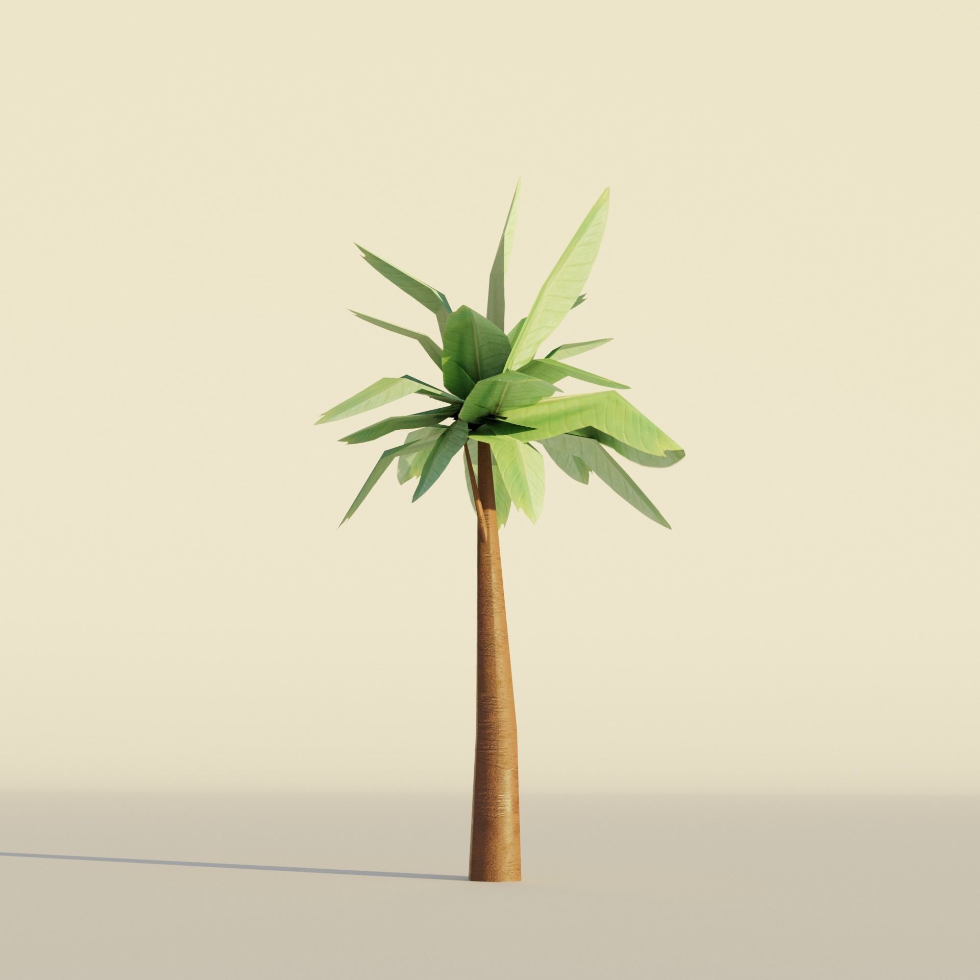 Tropical big leaf Pisonia tree set realistic Low-poly 3D model_1