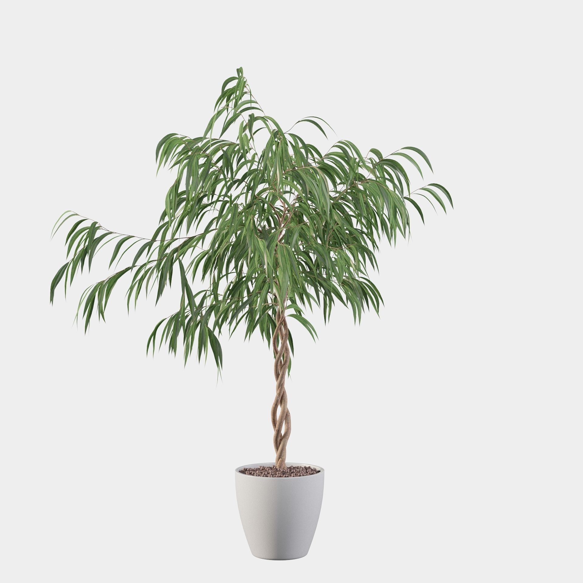 Ficus Ali 3D model_9