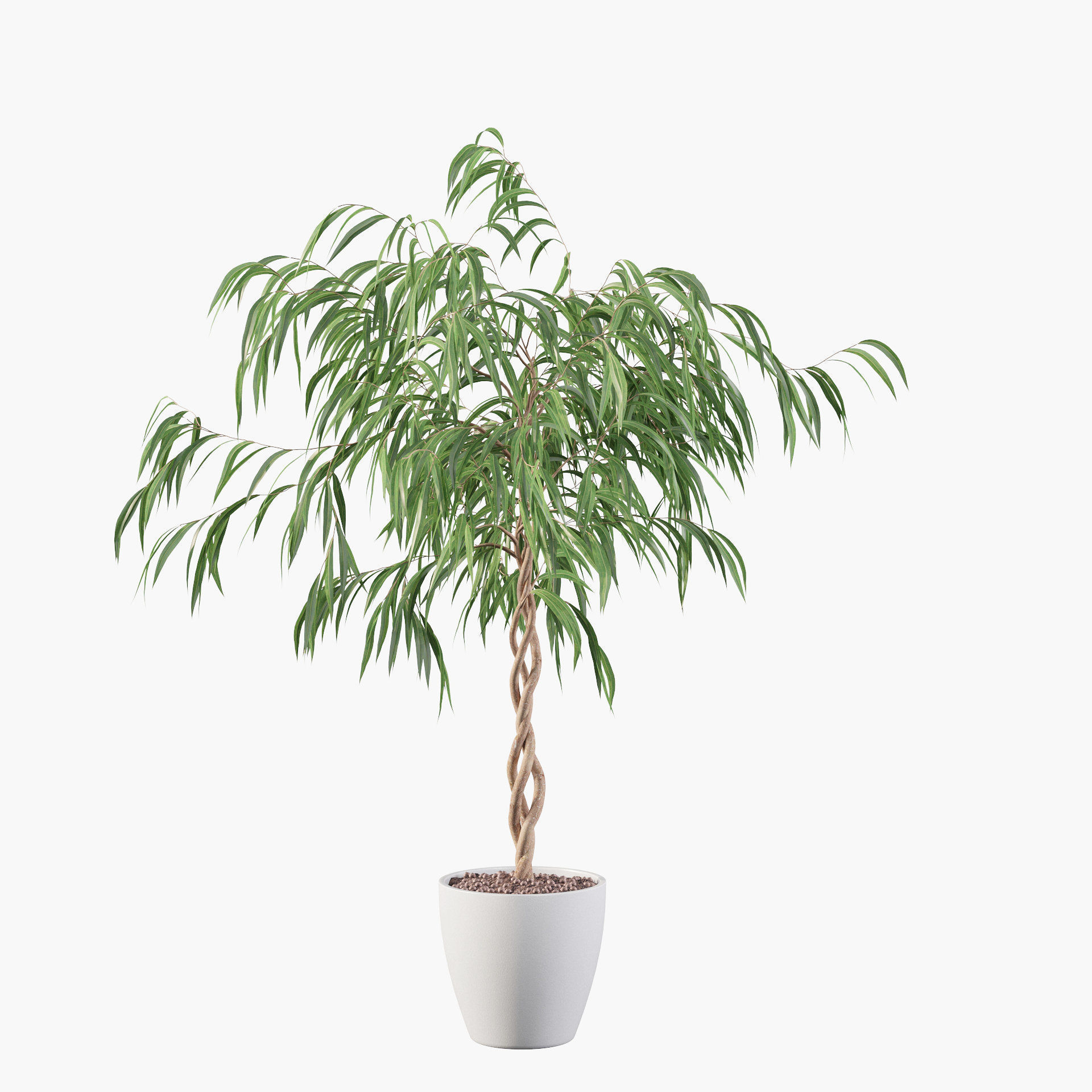 Ficus Ali 3D model_2