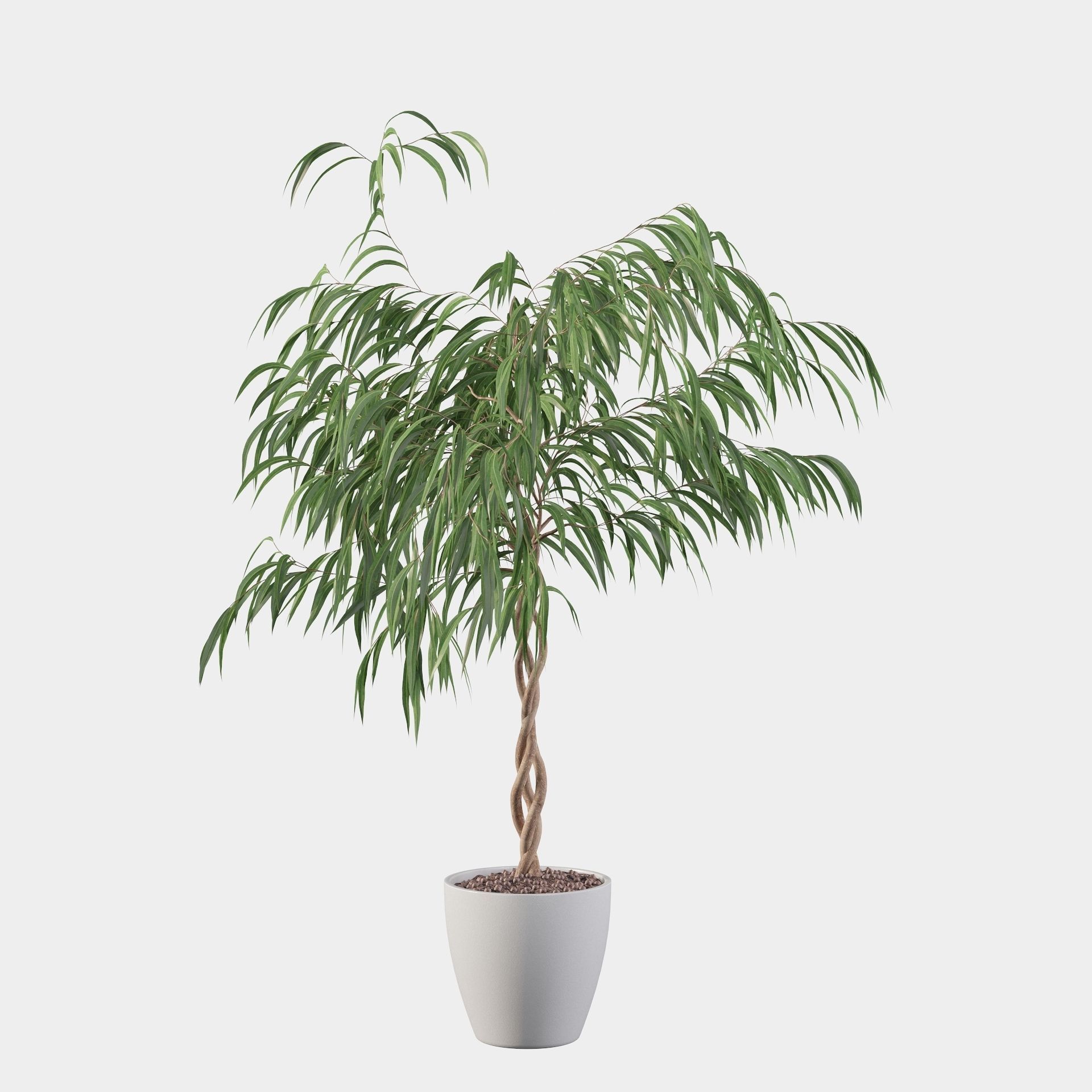 Ficus Ali 3D model_12