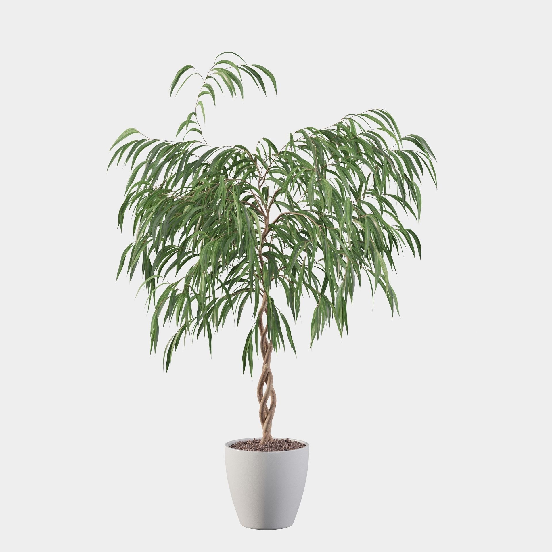 Ficus Ali 3D model_14