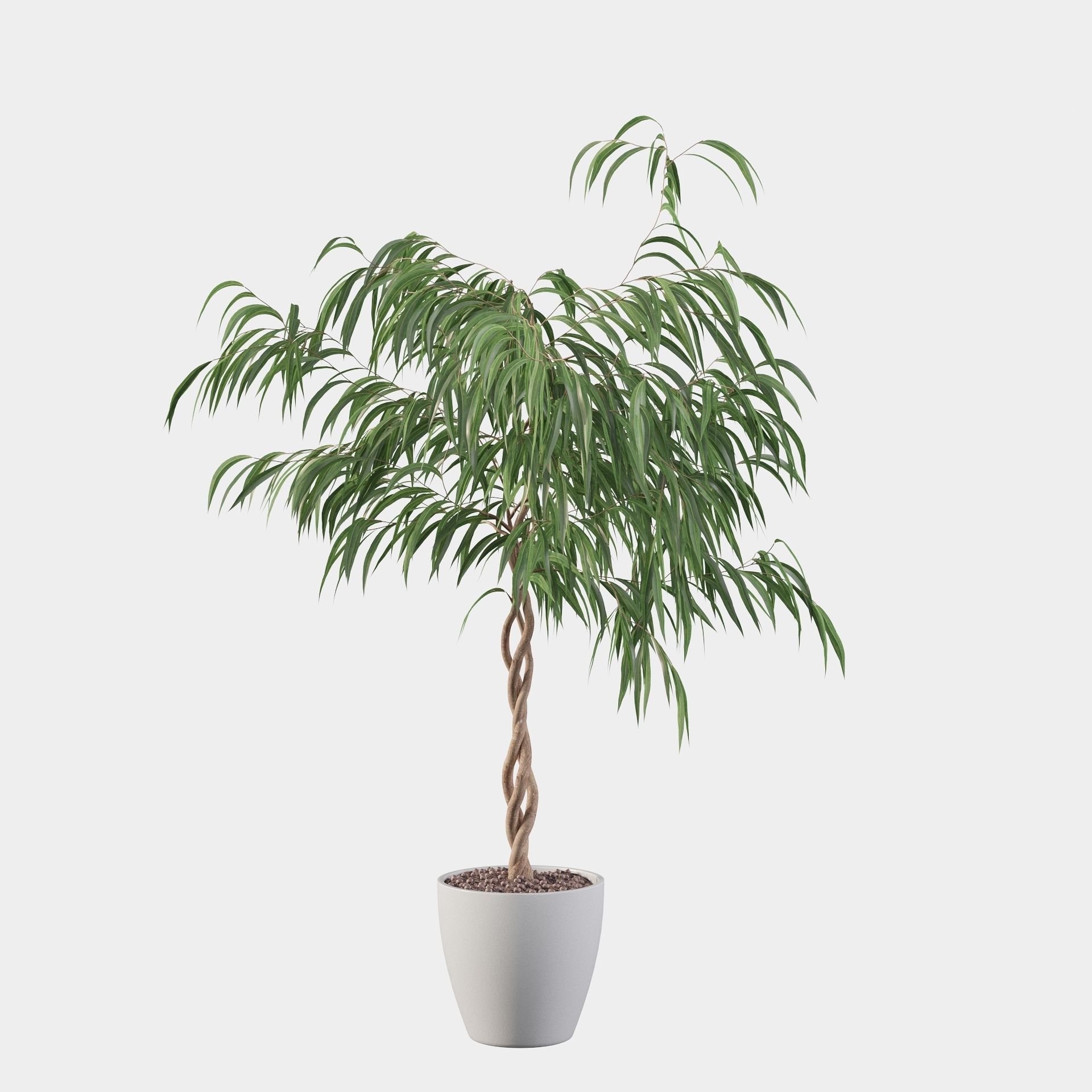 Ficus Ali 3D model_27