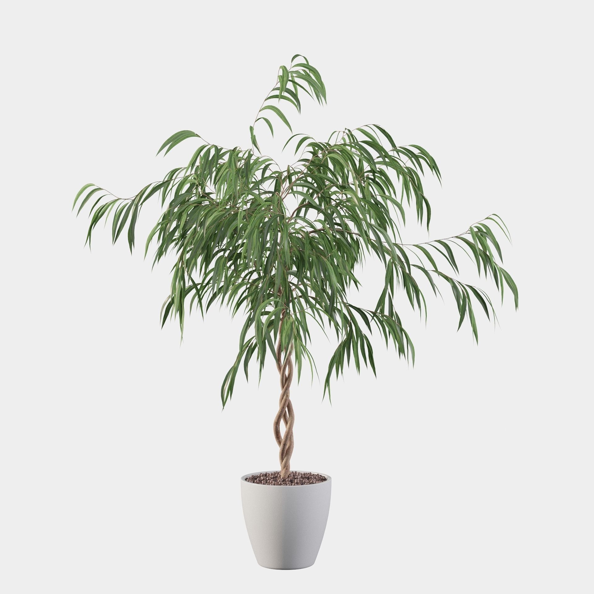 Ficus Ali 3D model_18