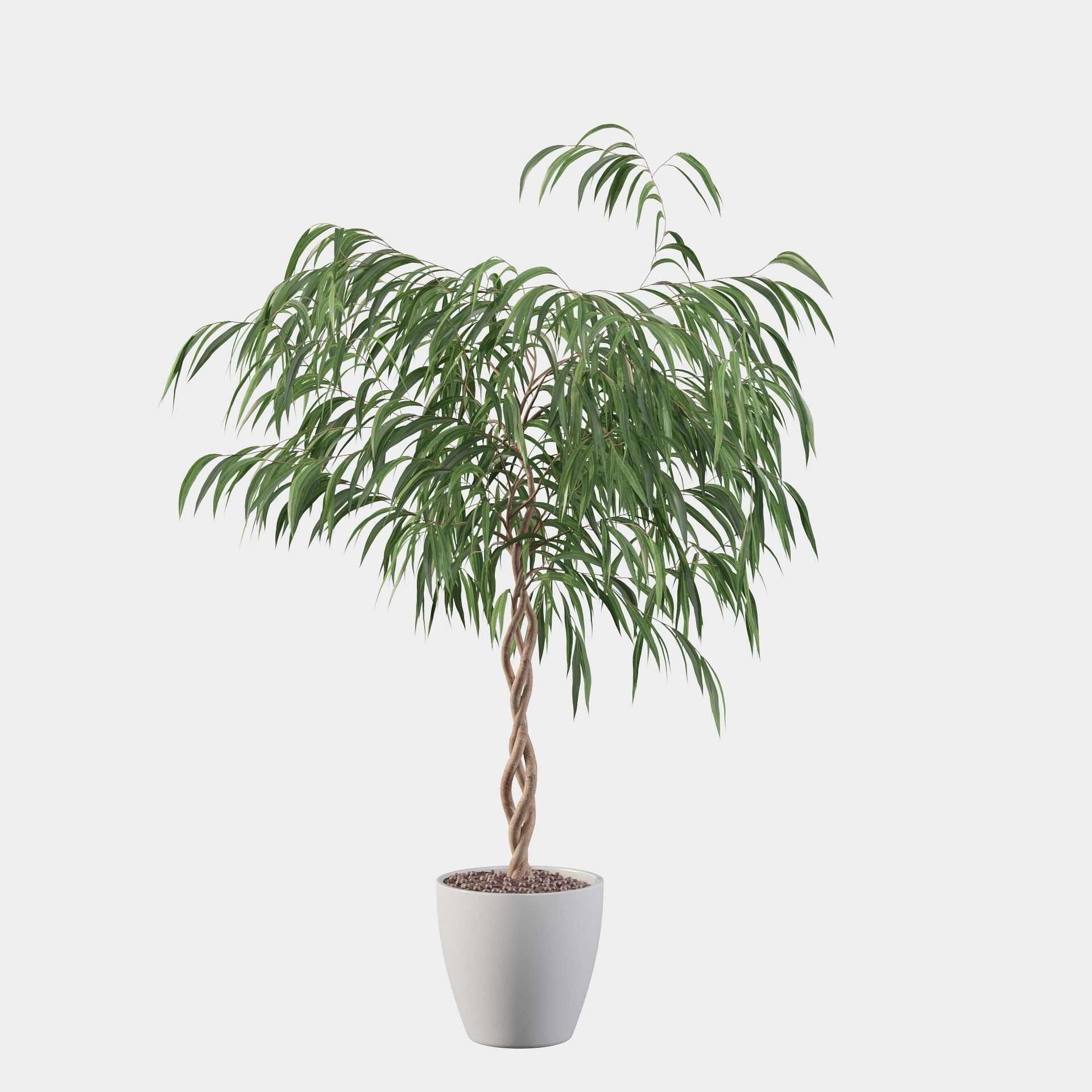 Ficus Ali 3D model_5