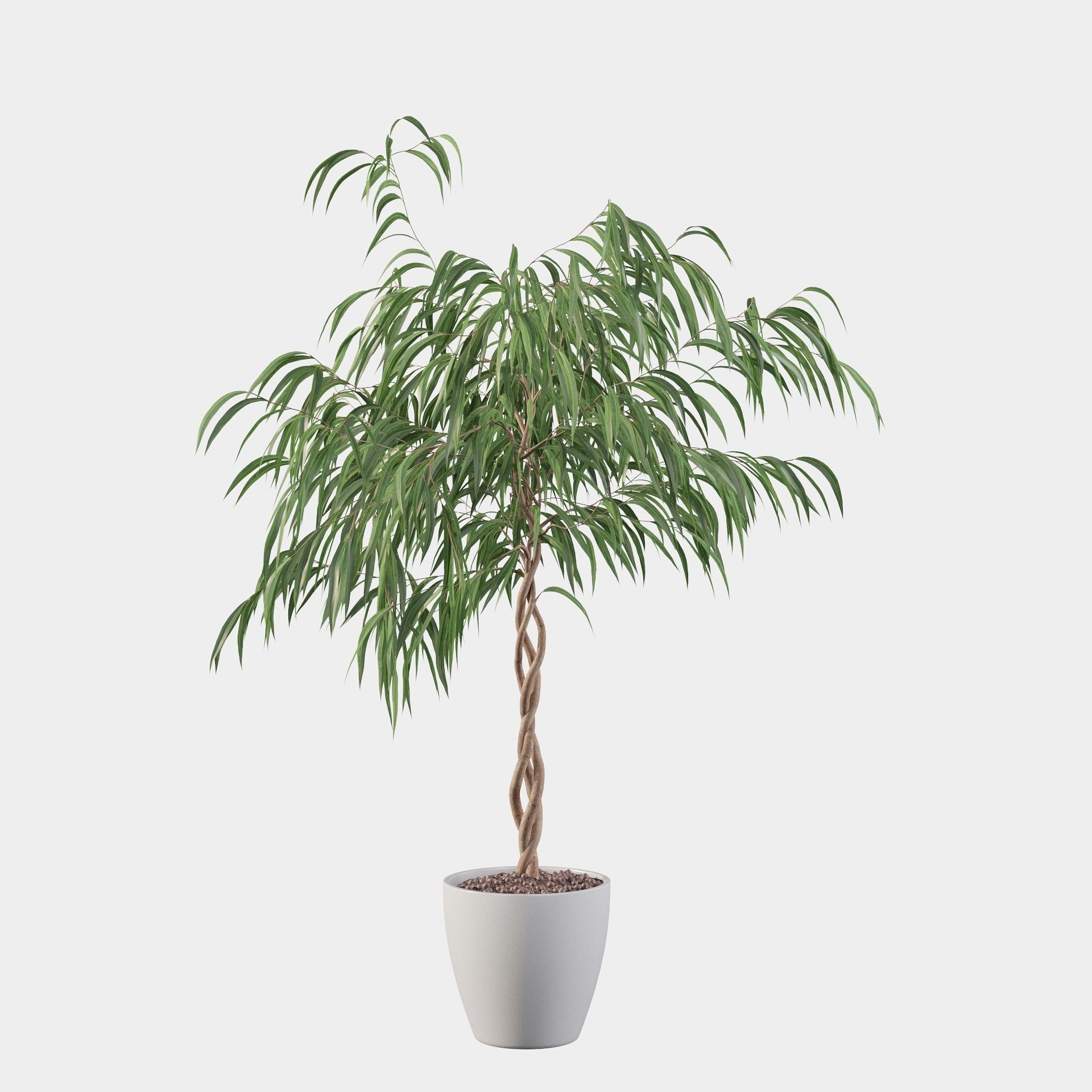 Ficus Ali 3D model_11