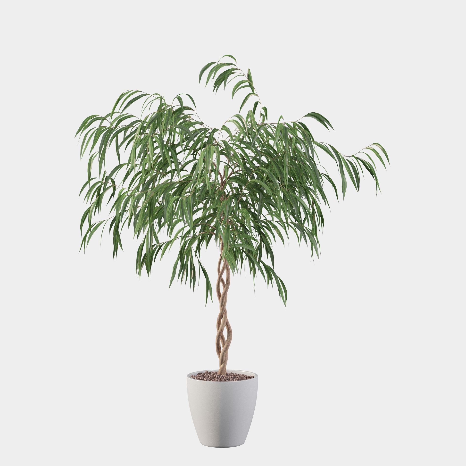 Ficus Ali 3D model_7