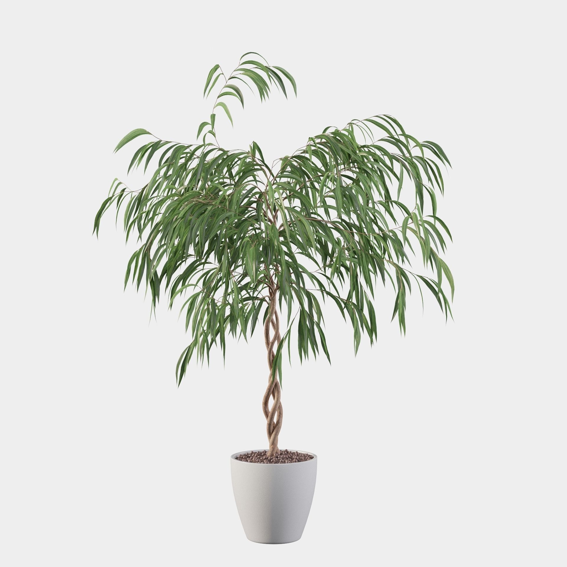 Ficus Ali 3D model_16