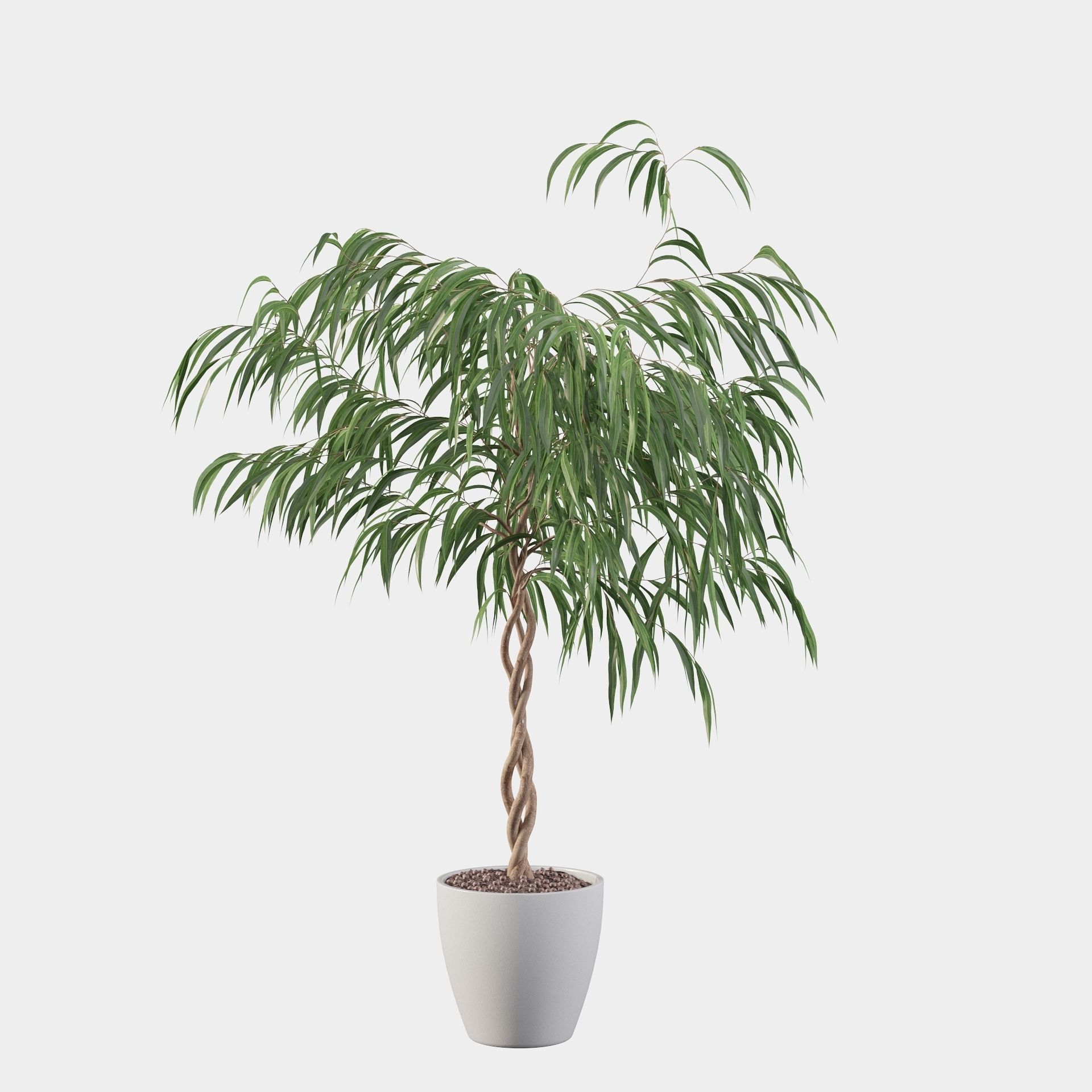 Ficus Ali 3D model_28