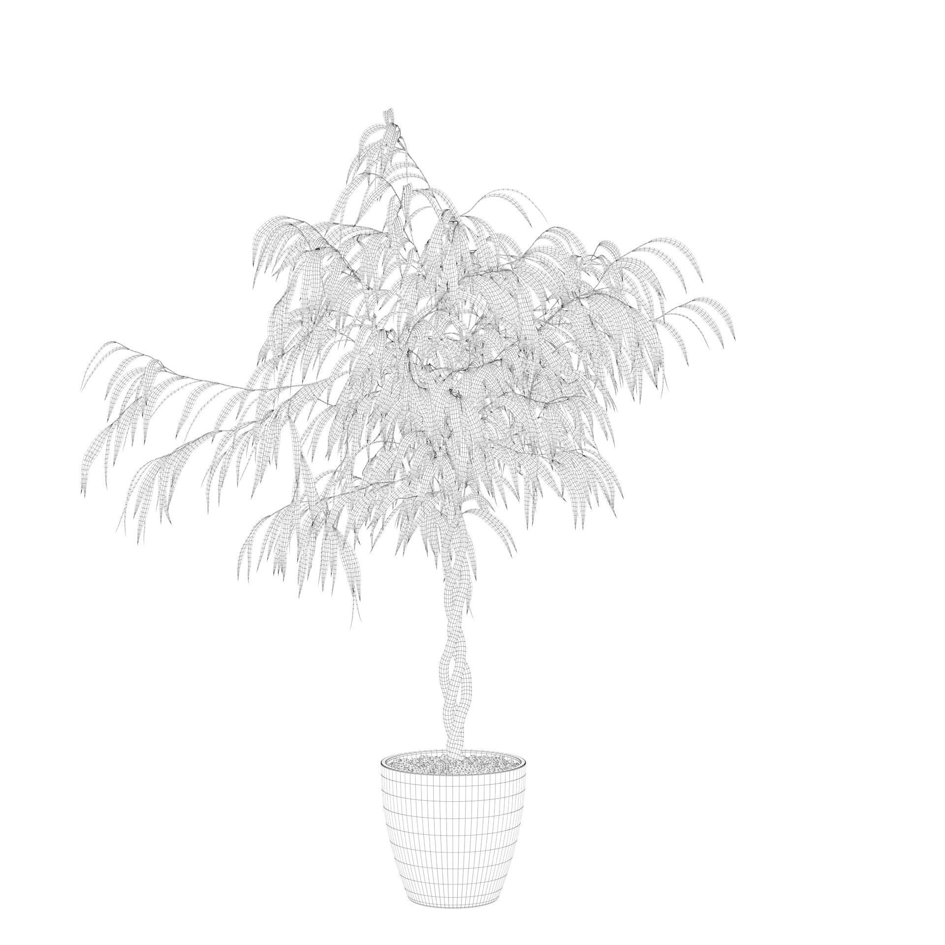 Ficus Ali 3D model_29