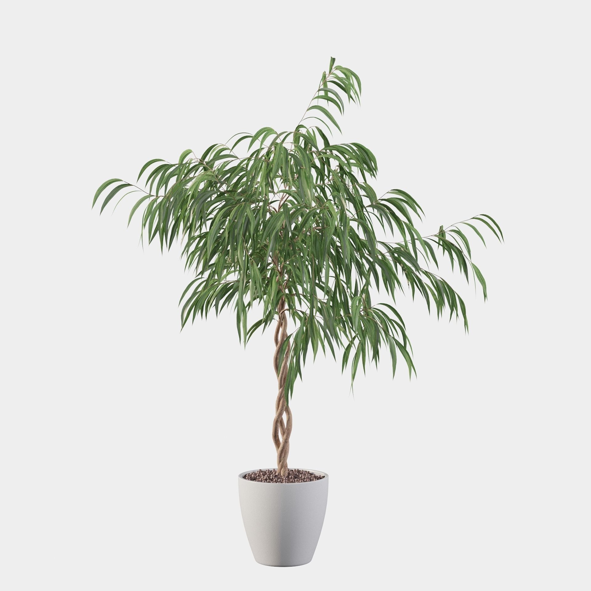 Ficus Ali 3D model_23