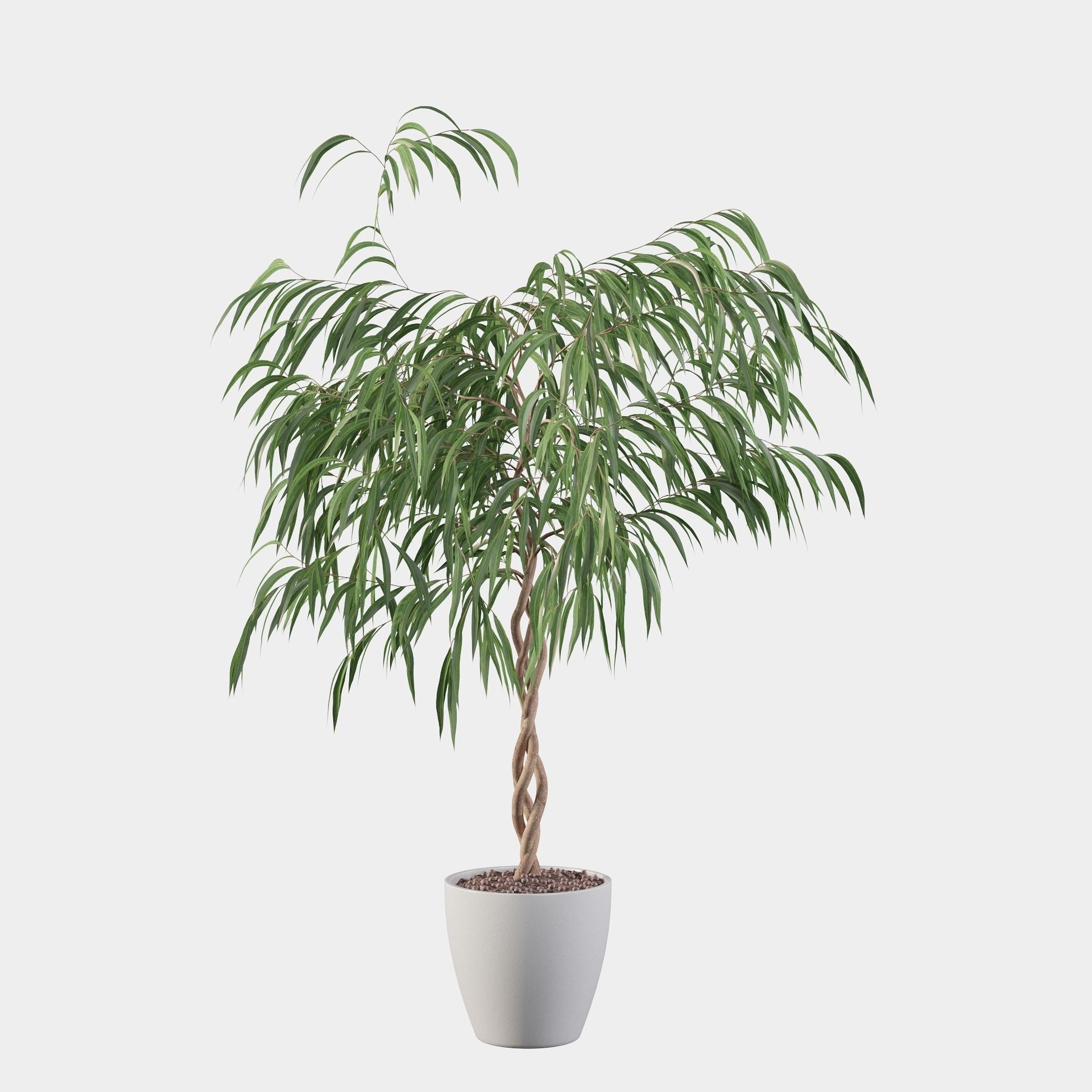 Ficus Ali 3D model_13