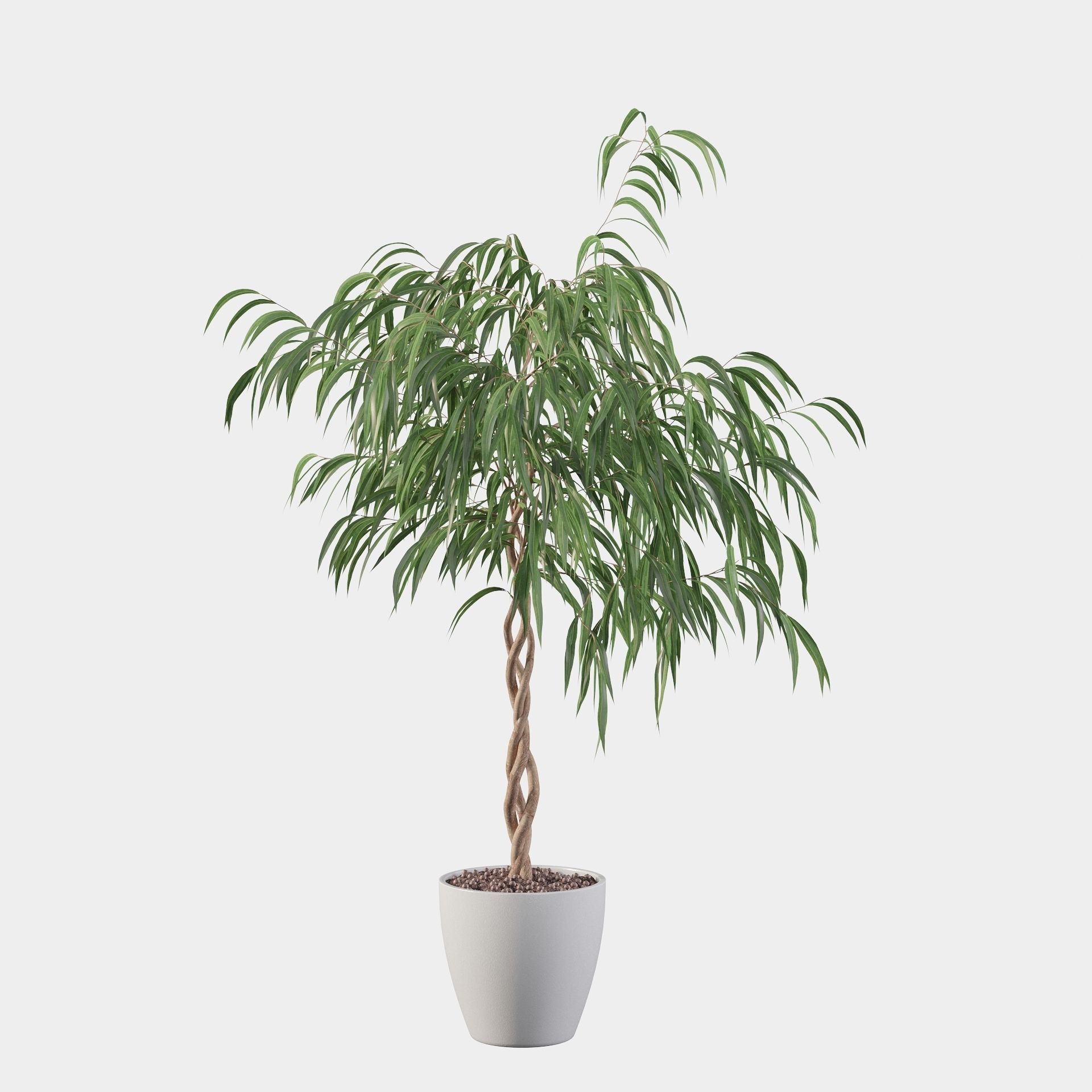 Ficus Ali 3D model_25