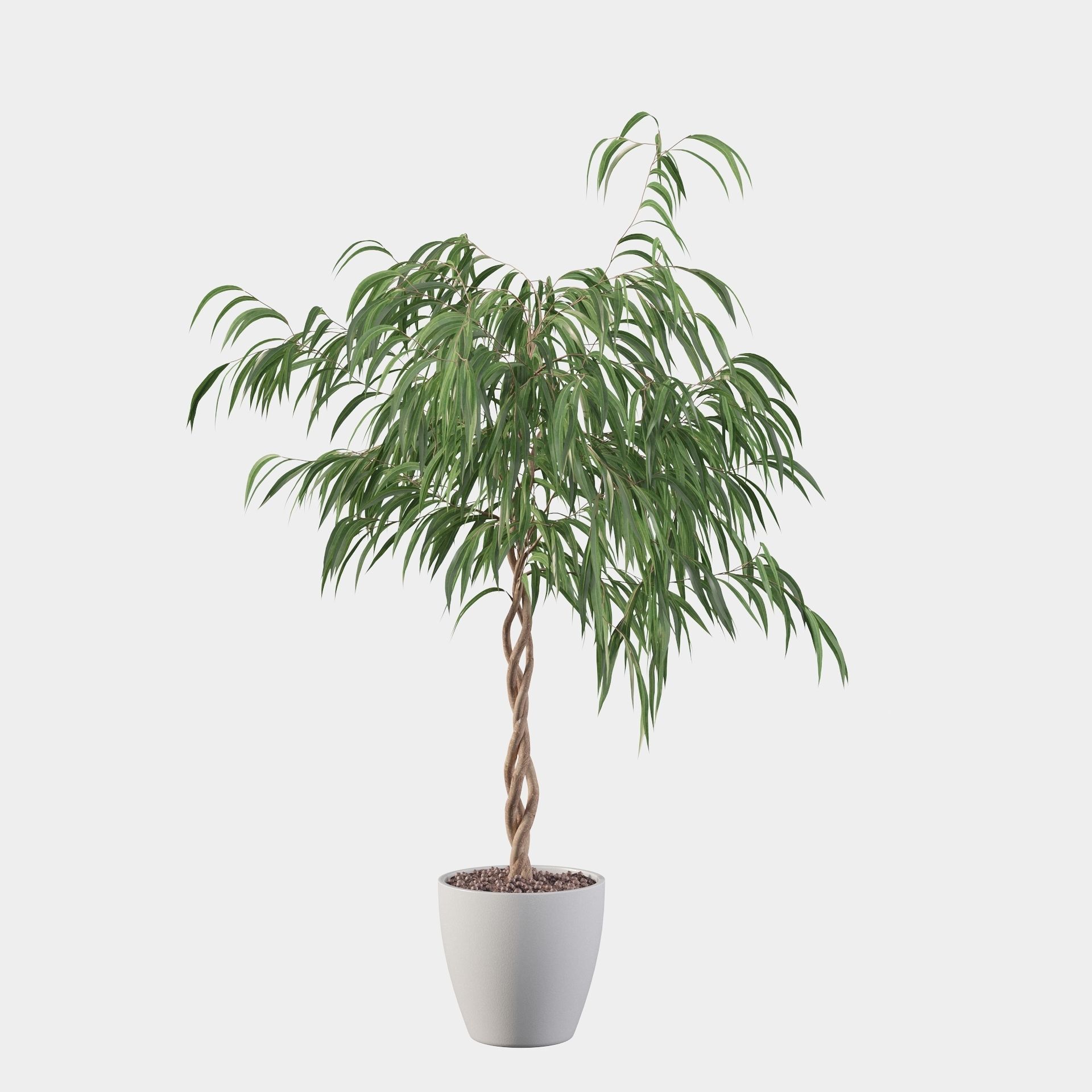 Ficus Ali 3D model_26