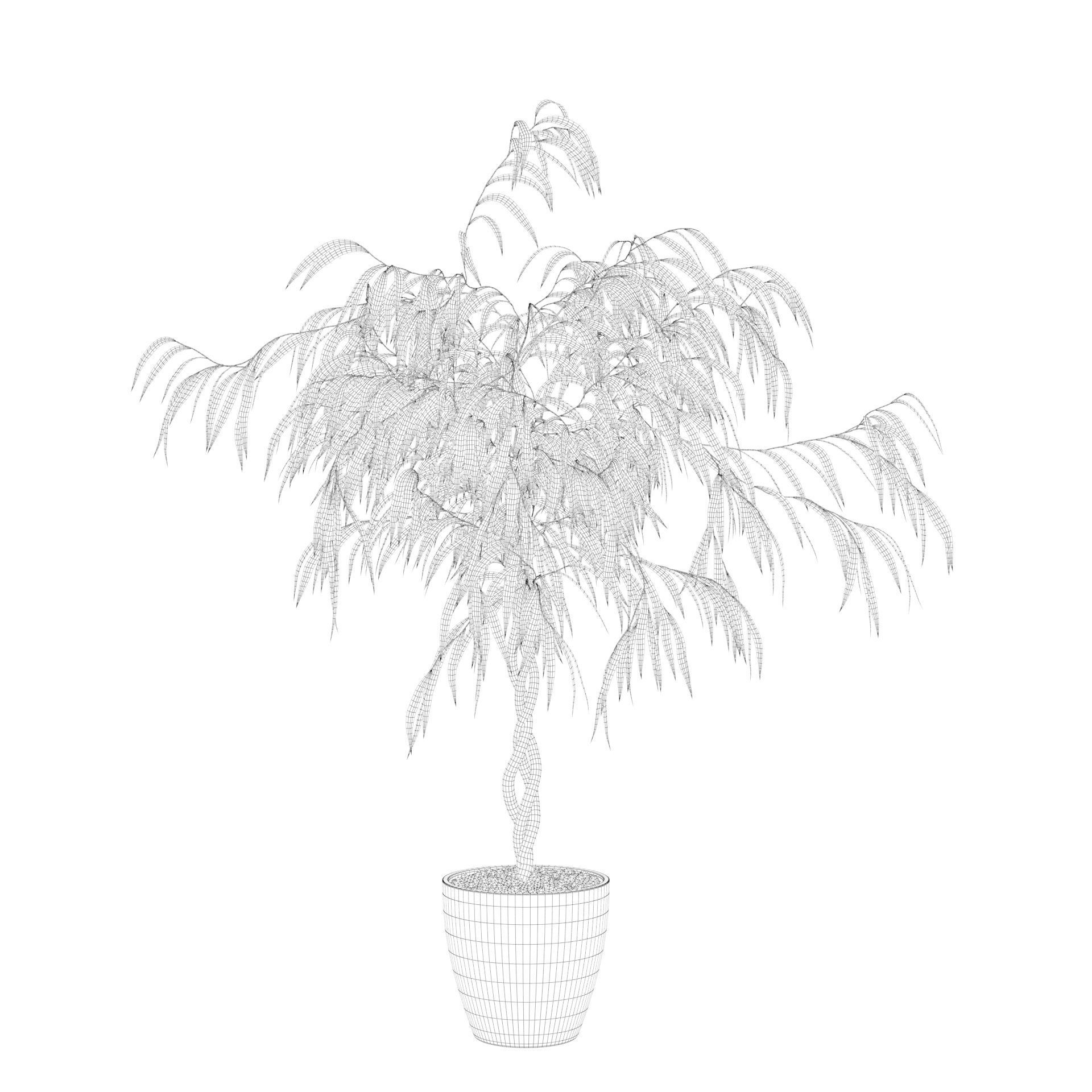 Ficus Ali 3D model_30