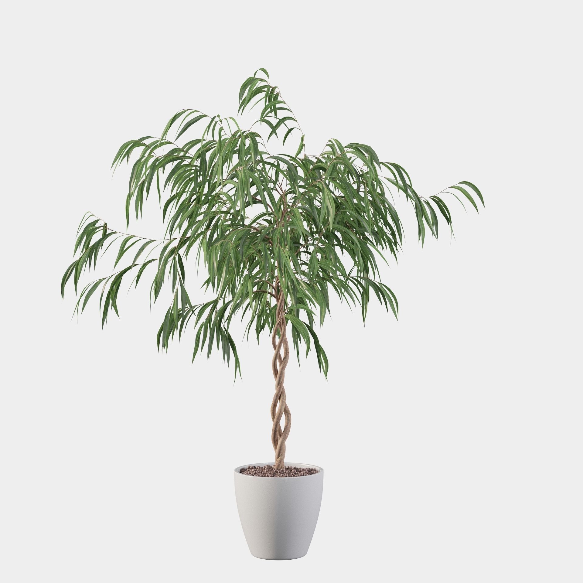 Ficus Ali 3D model_8
