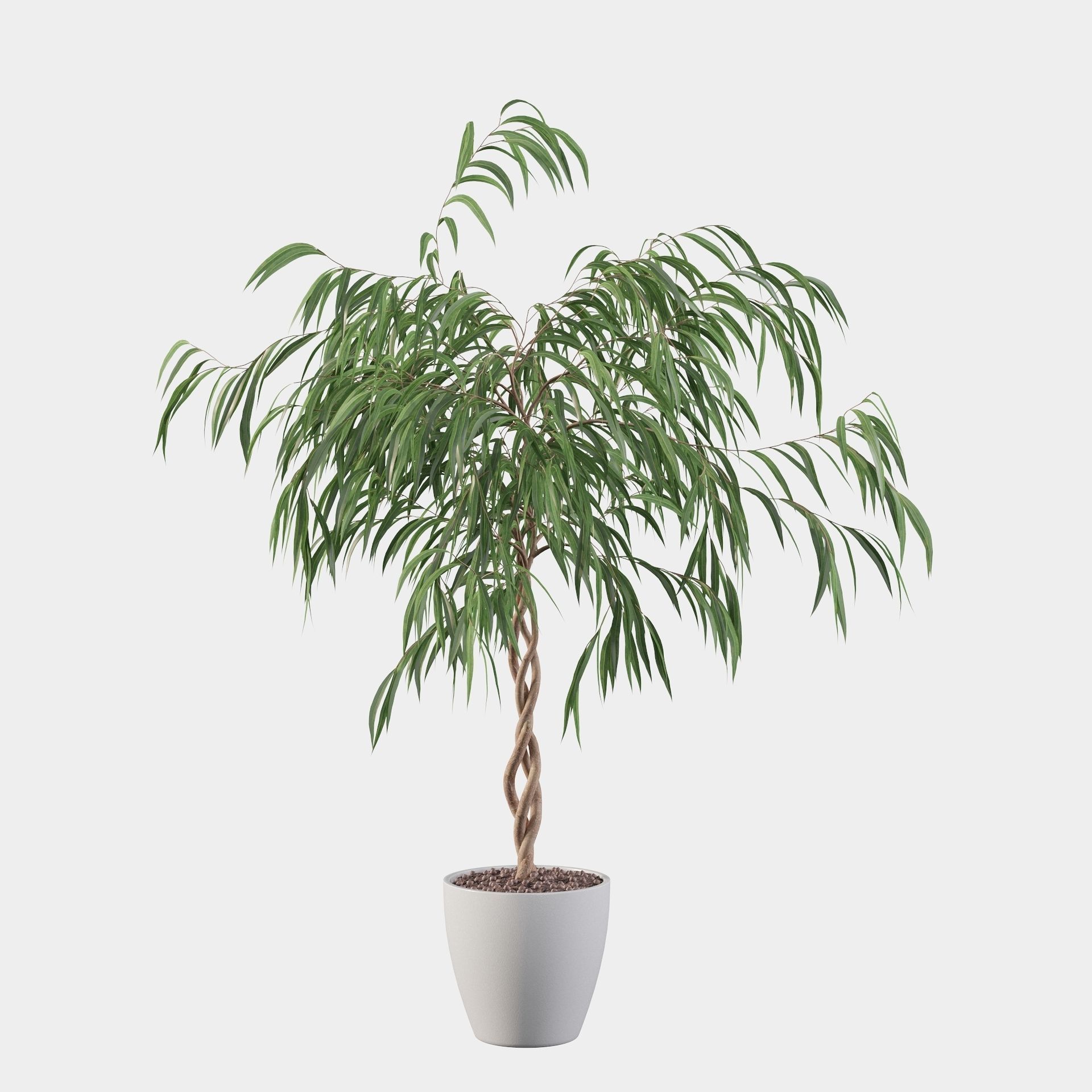 Ficus Ali 3D model_17