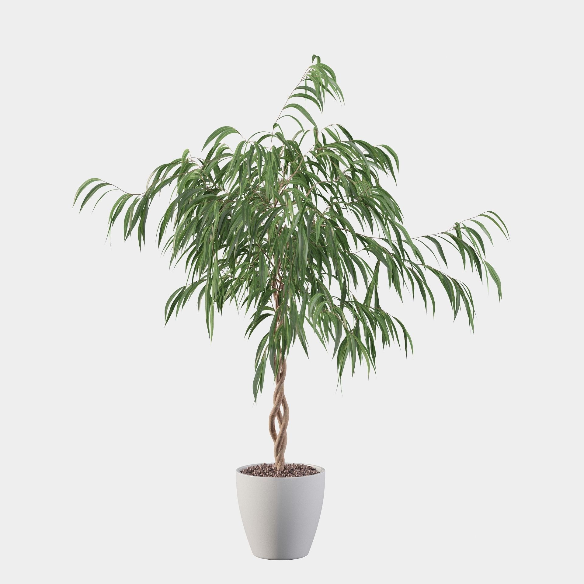 Ficus Ali 3D model_20