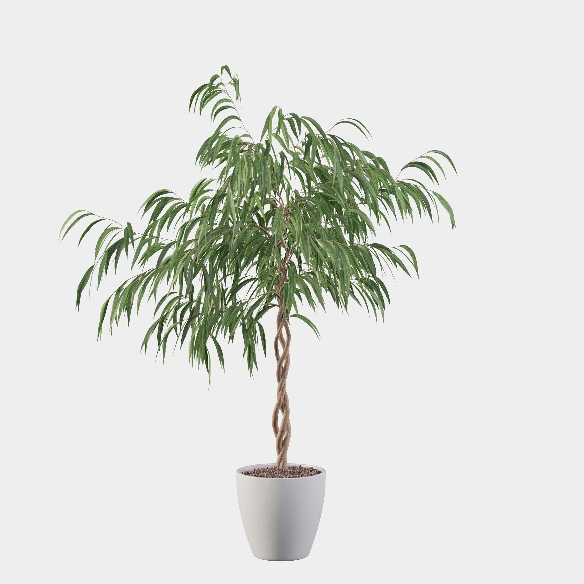 Ficus Ali 3D model_10