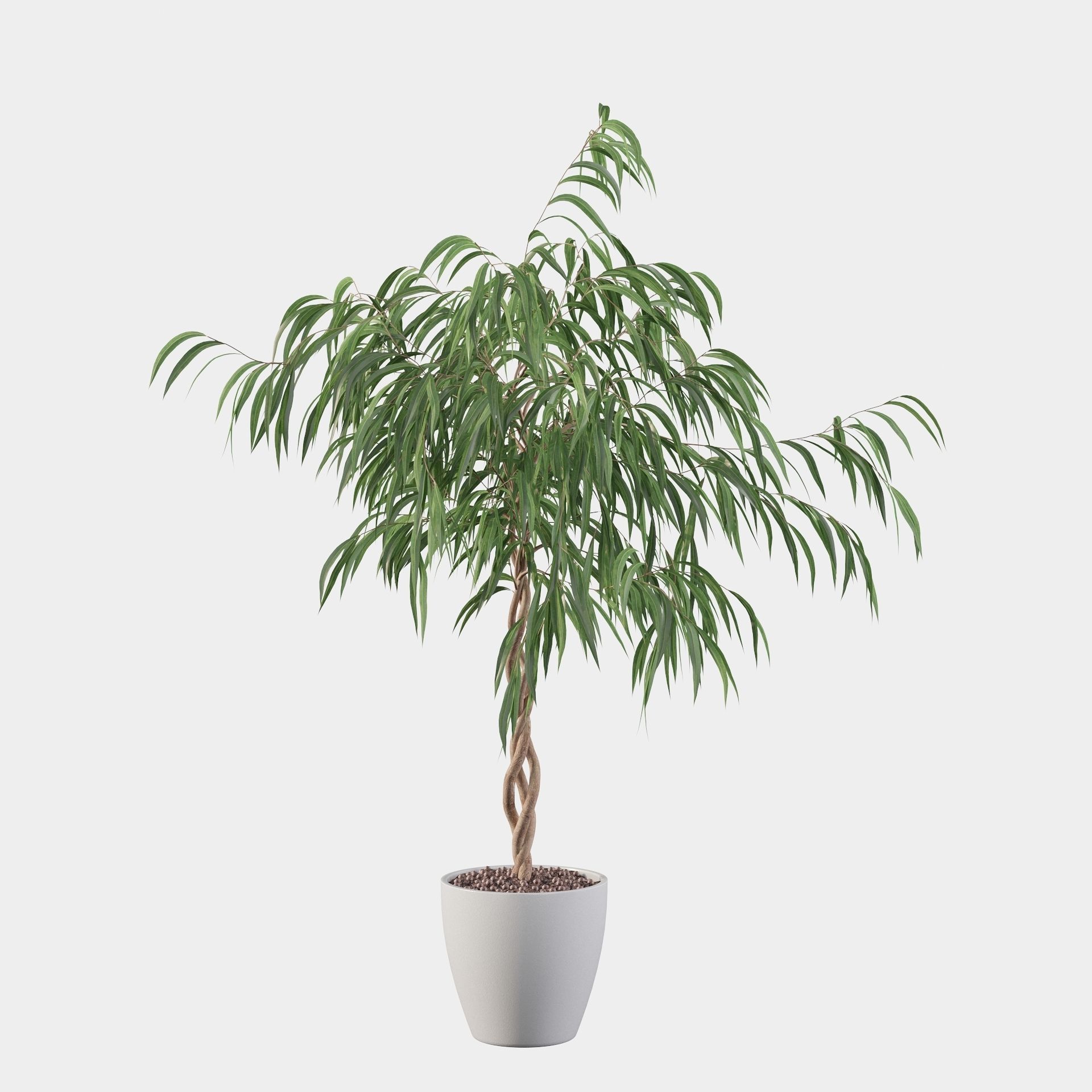 Ficus Ali 3D model_15