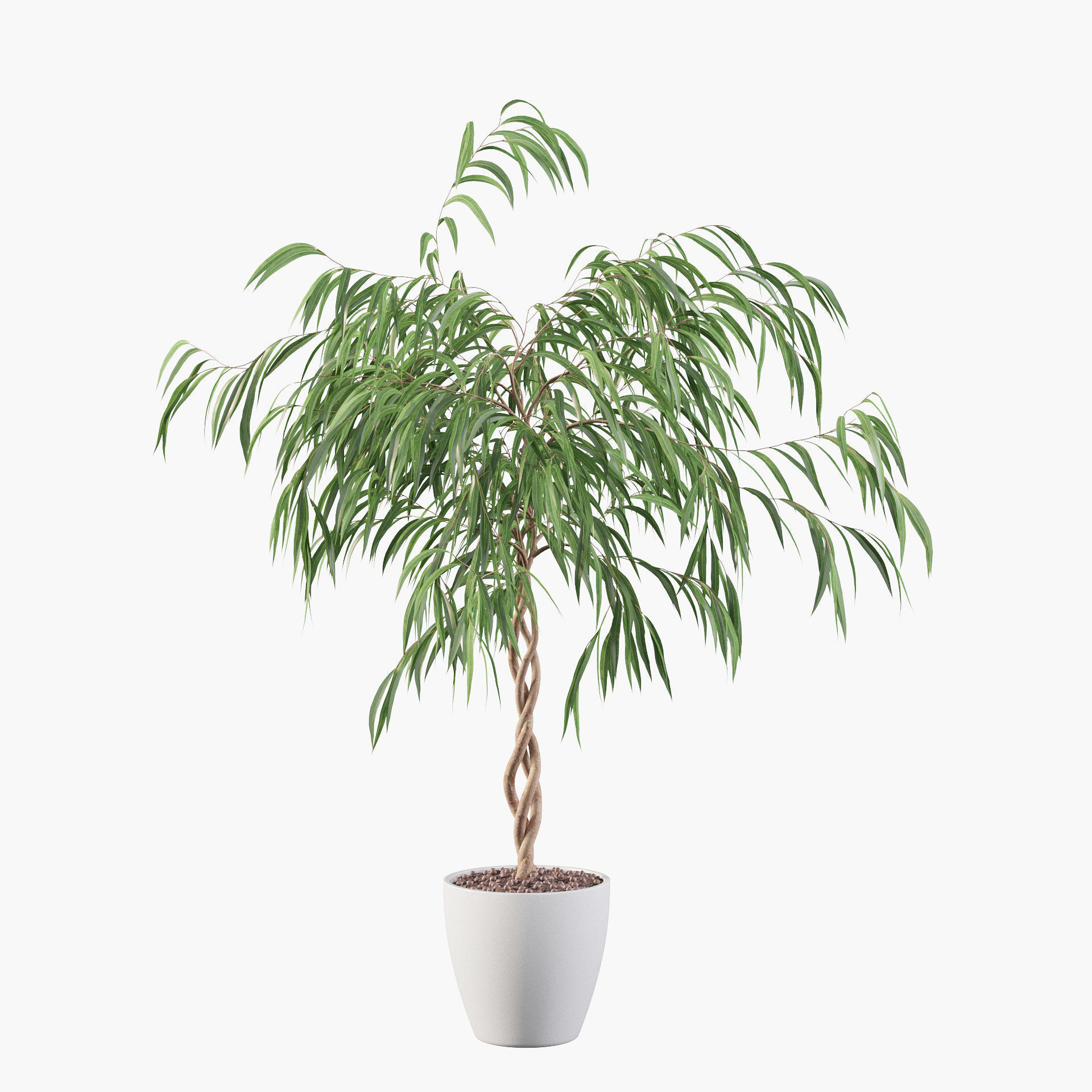 Ficus Ali 3D model_3