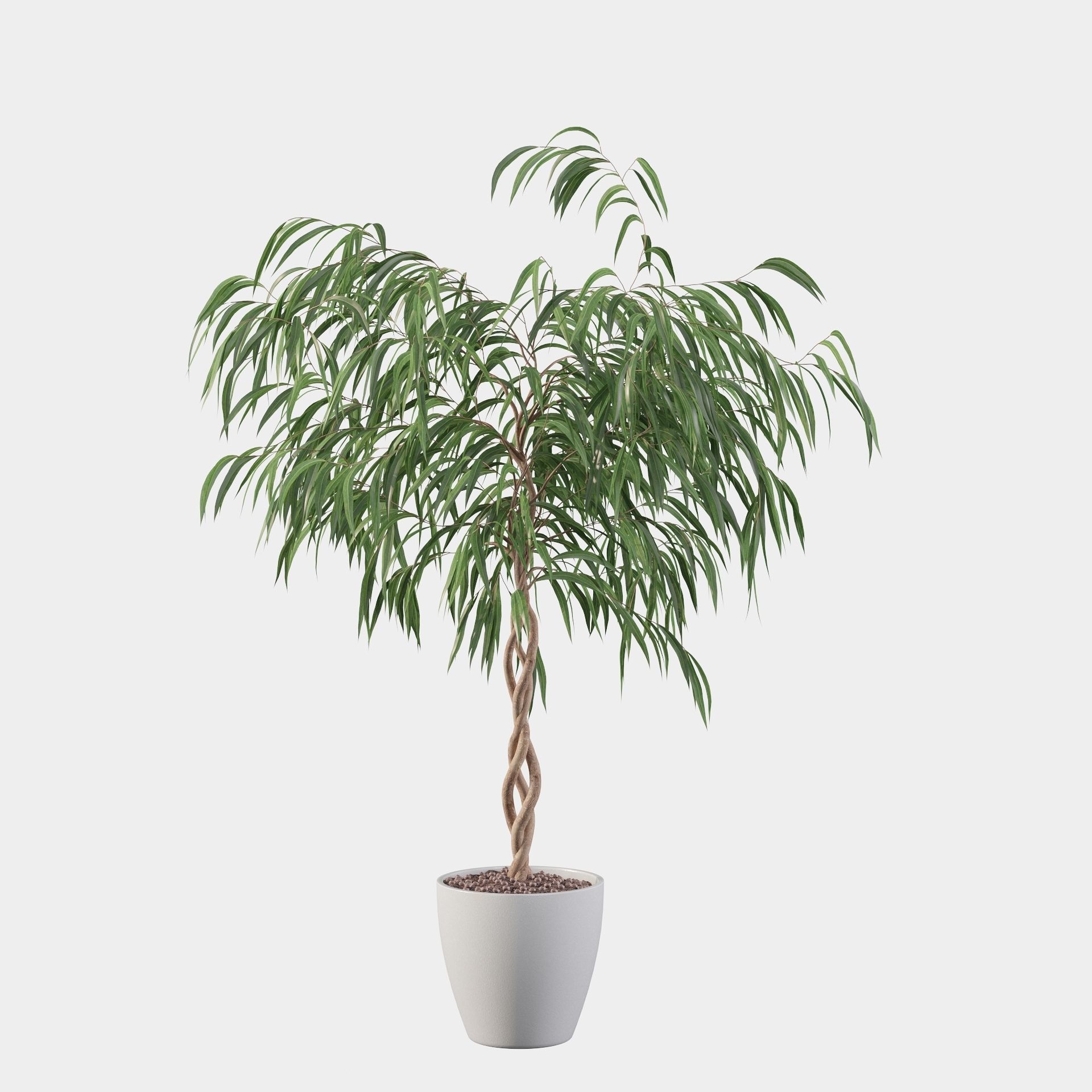 Ficus Ali 3D model_6